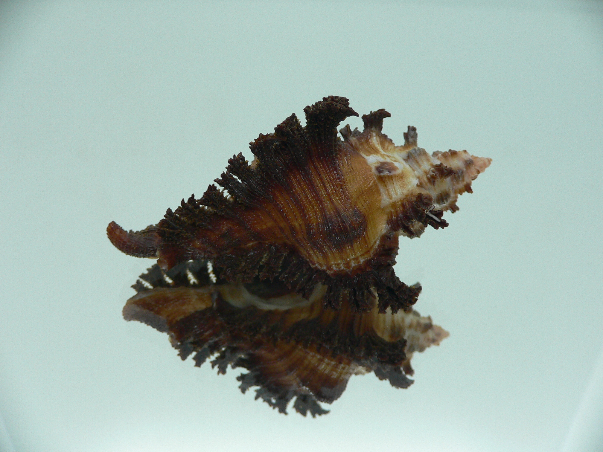 Chicoreus banksii IDEAL & CURLY