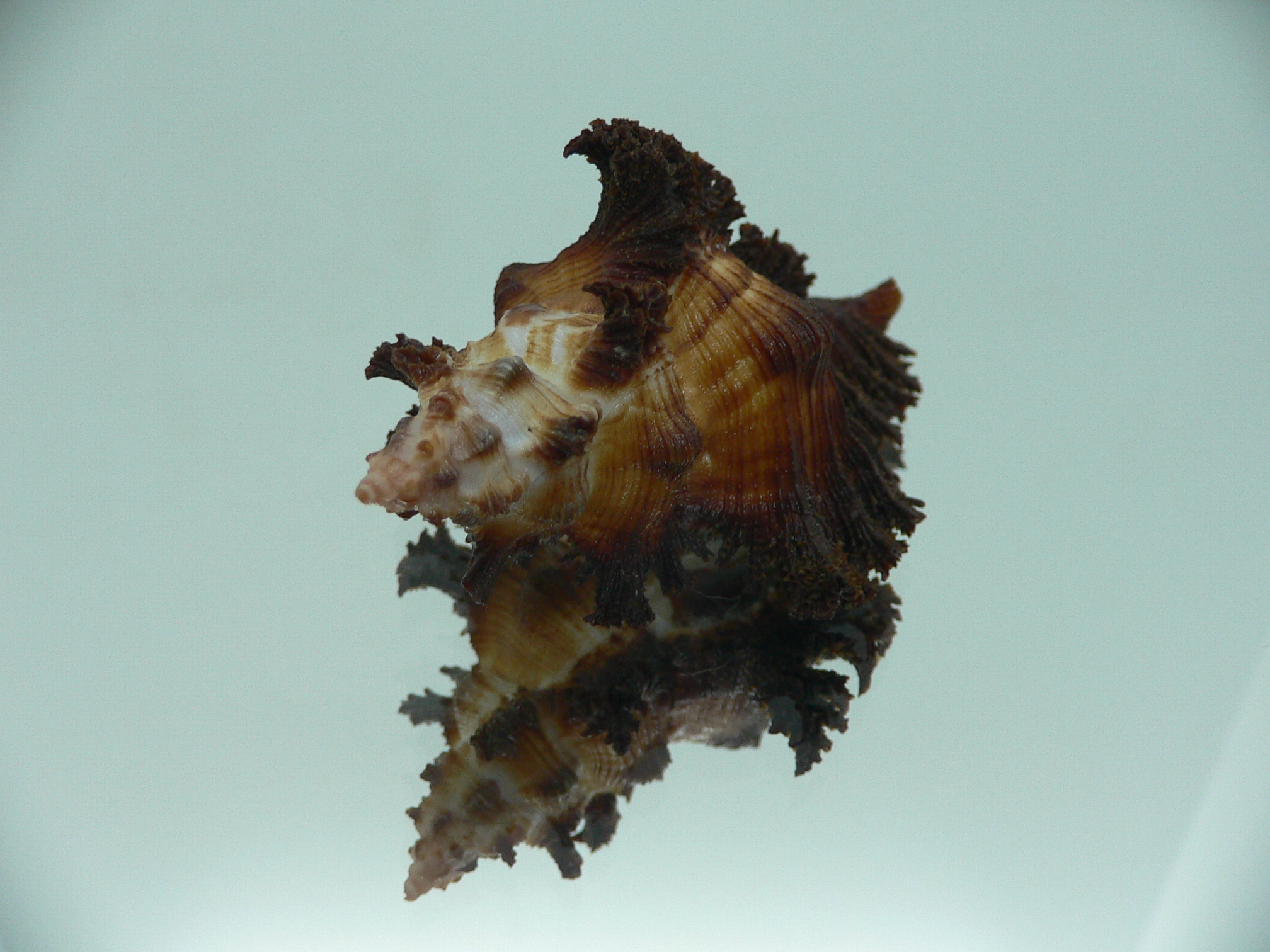Chicoreus banksii IDEAL & CURLY