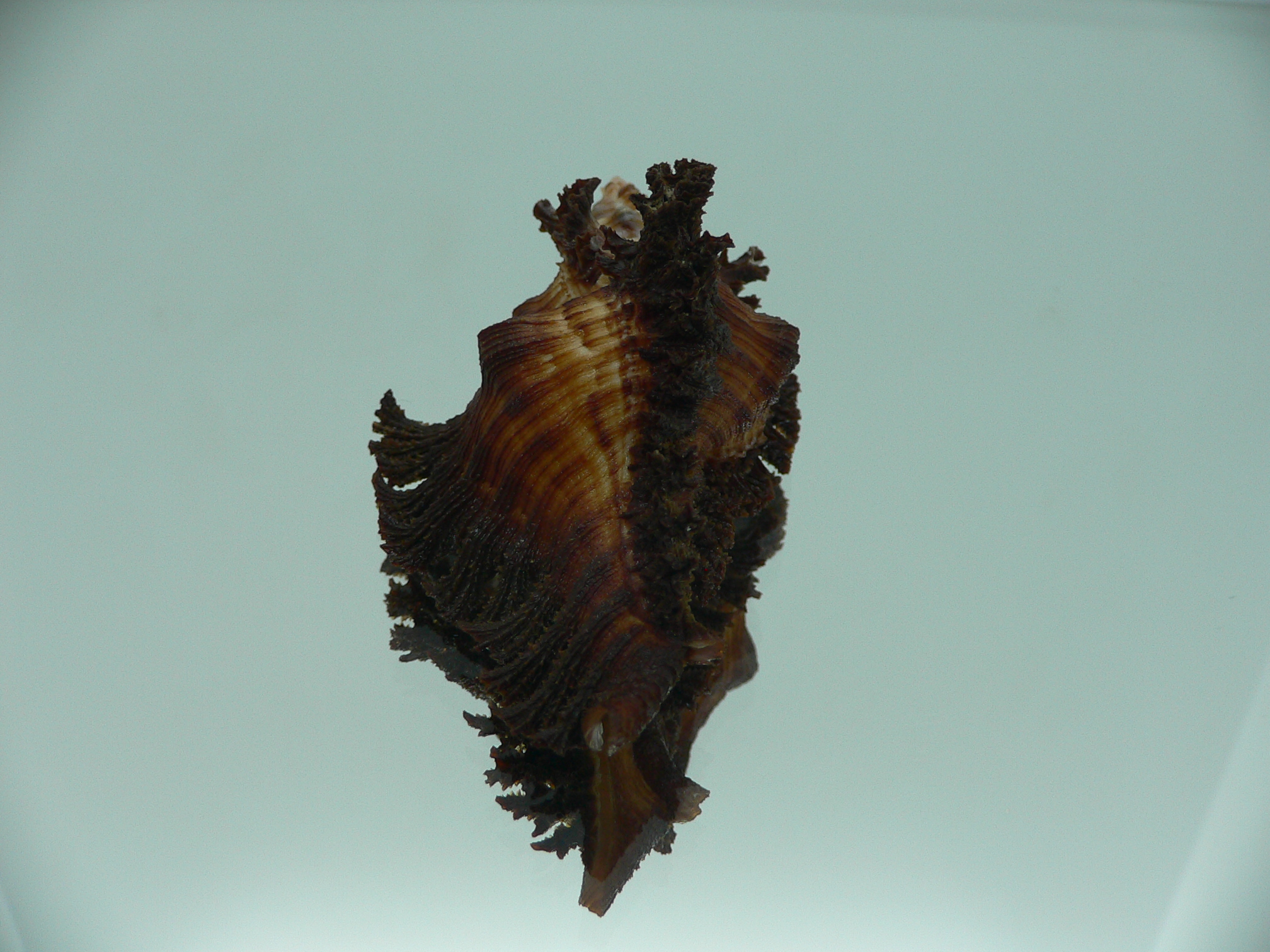 Chicoreus banksii IDEAL & CURLY