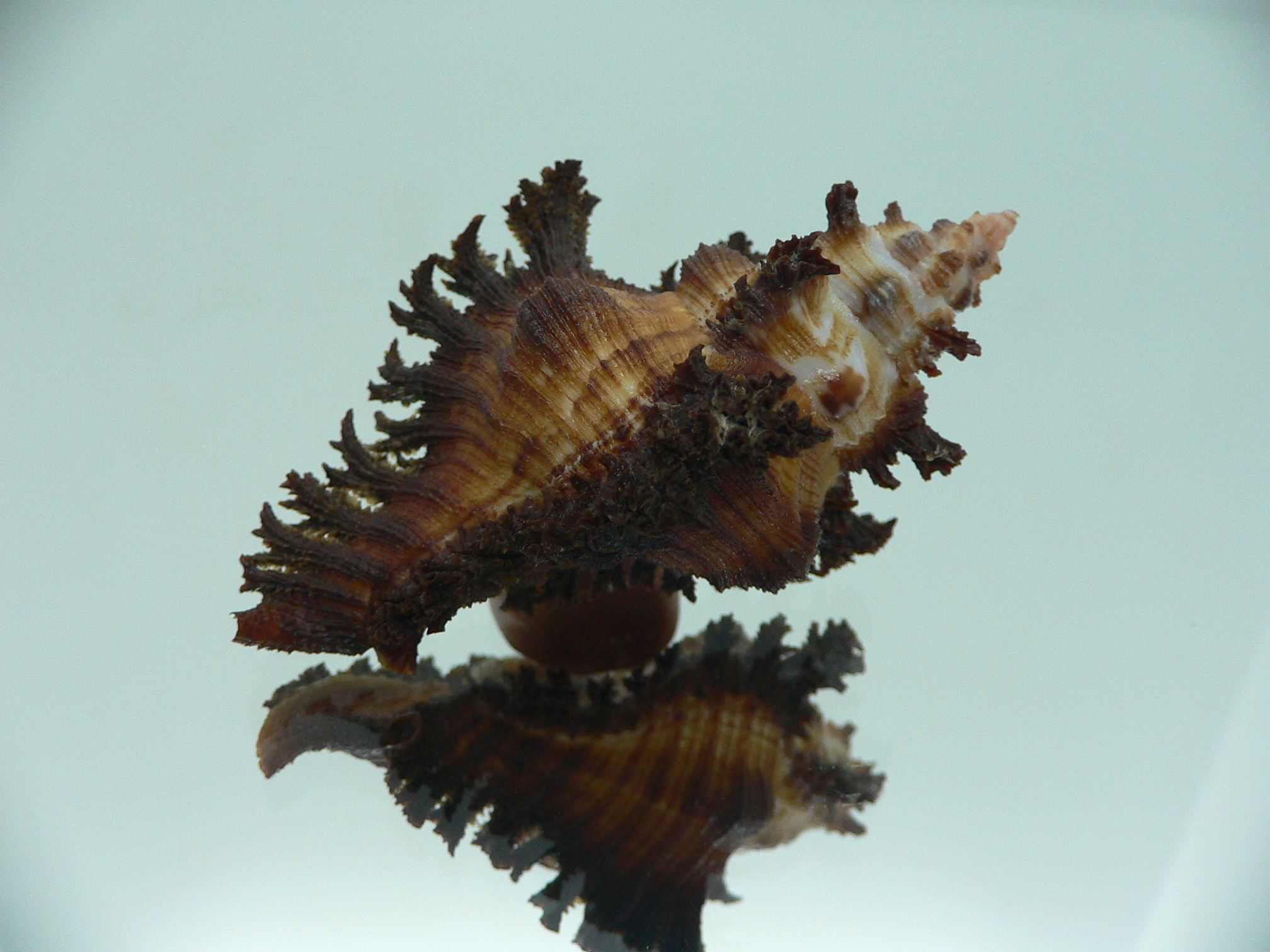 Chicoreus banksii IDEAL & CURLY