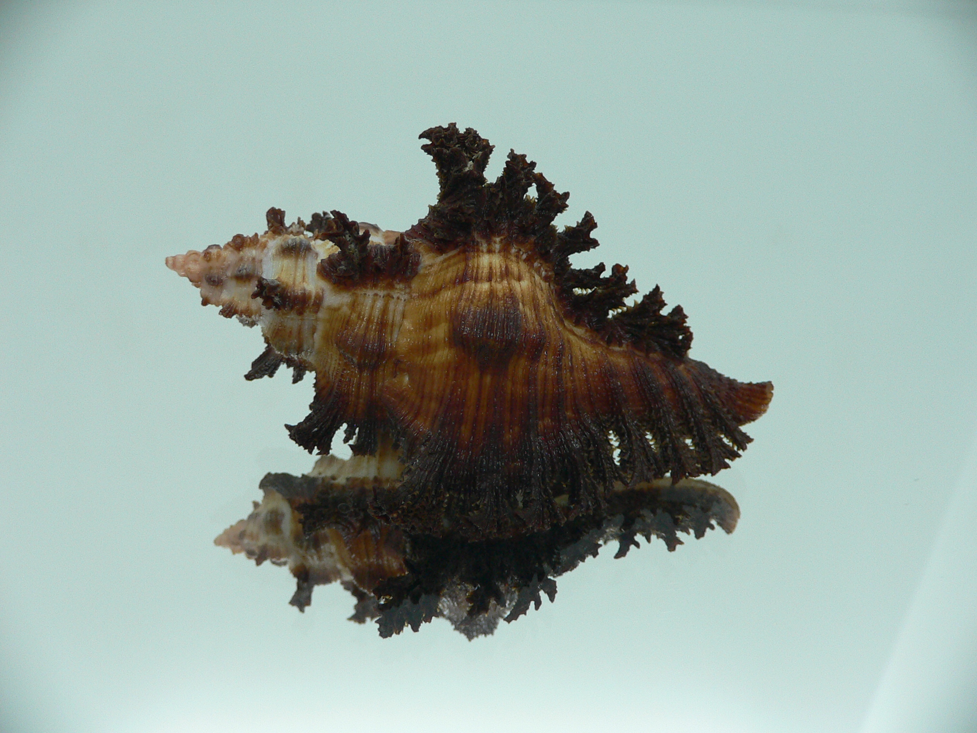 Chicoreus banksii IDEAL & CURLY