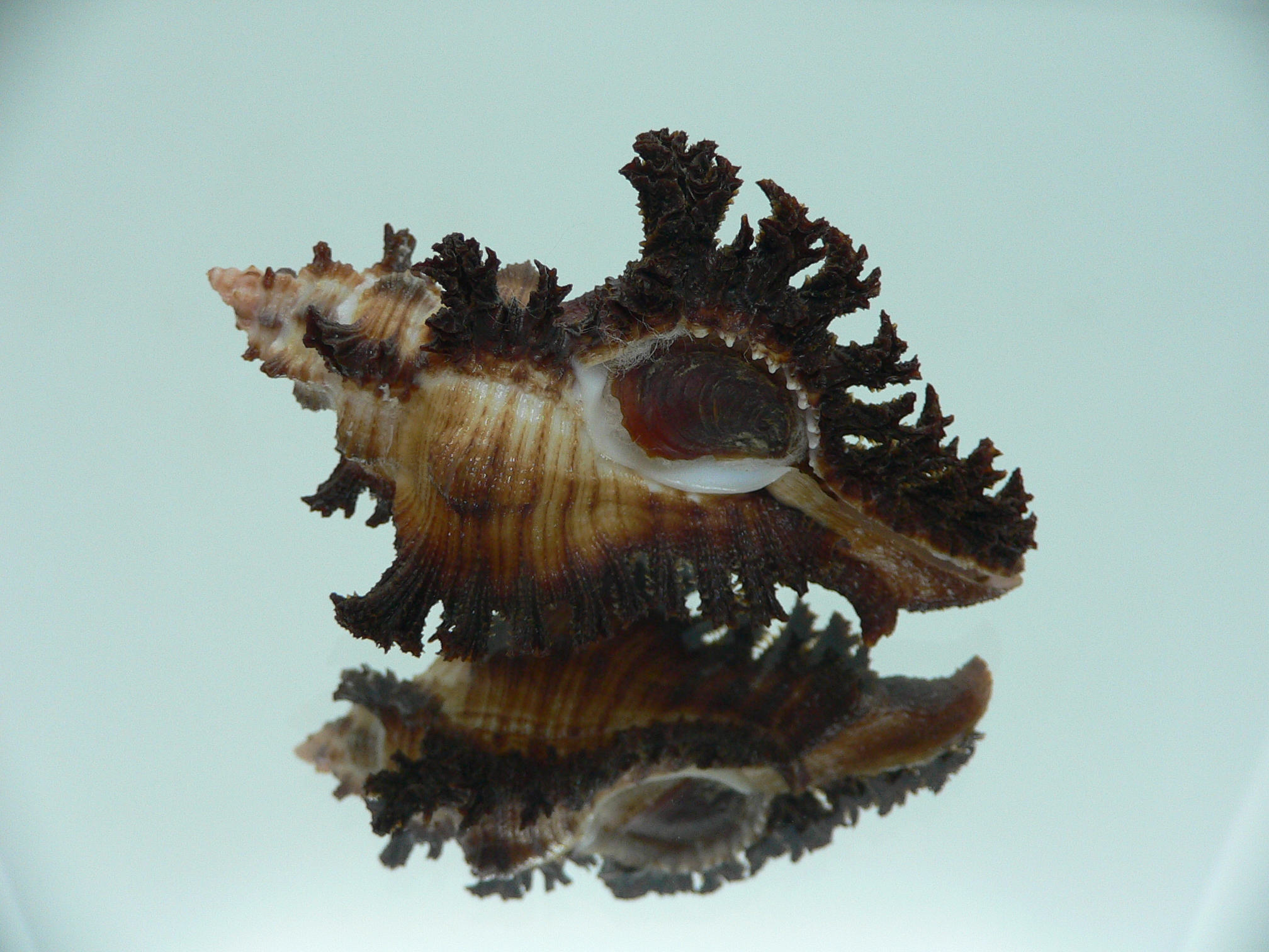 Chicoreus banksii IDEAL & CURLY