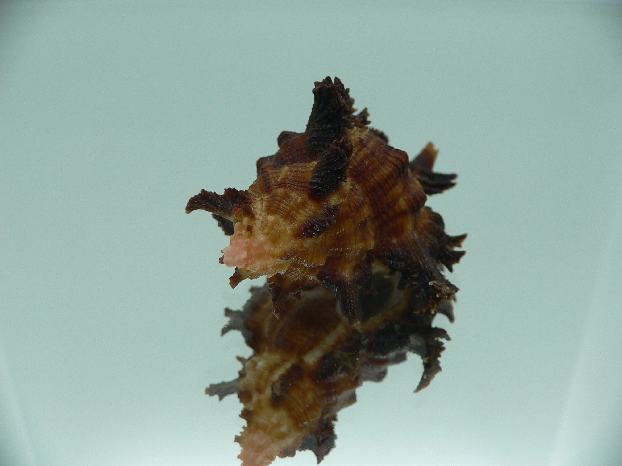 Chicoreus banksii INDIAN FORM & BROWN