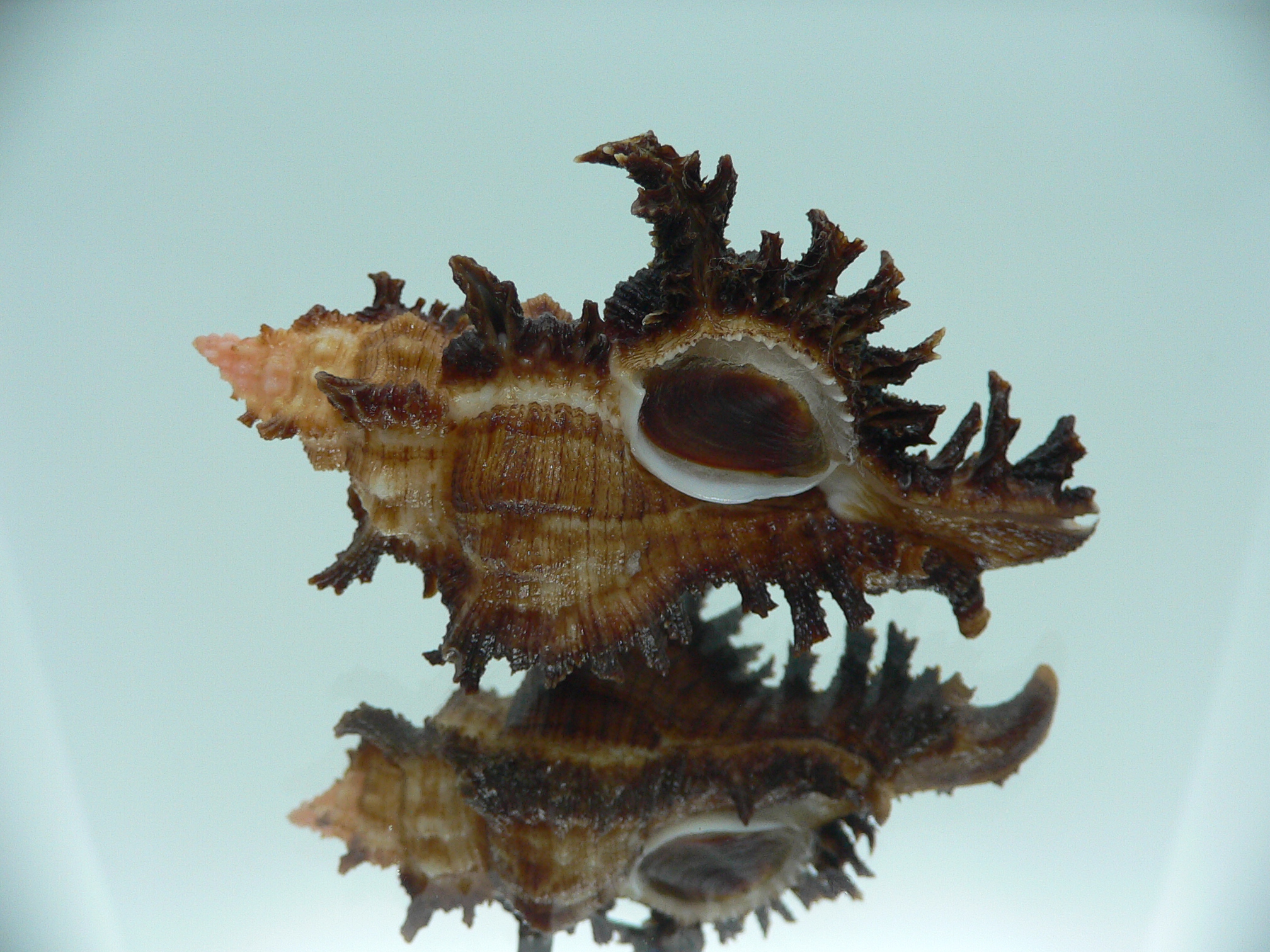 Chicoreus banksii INDIAN FORM & BROWN