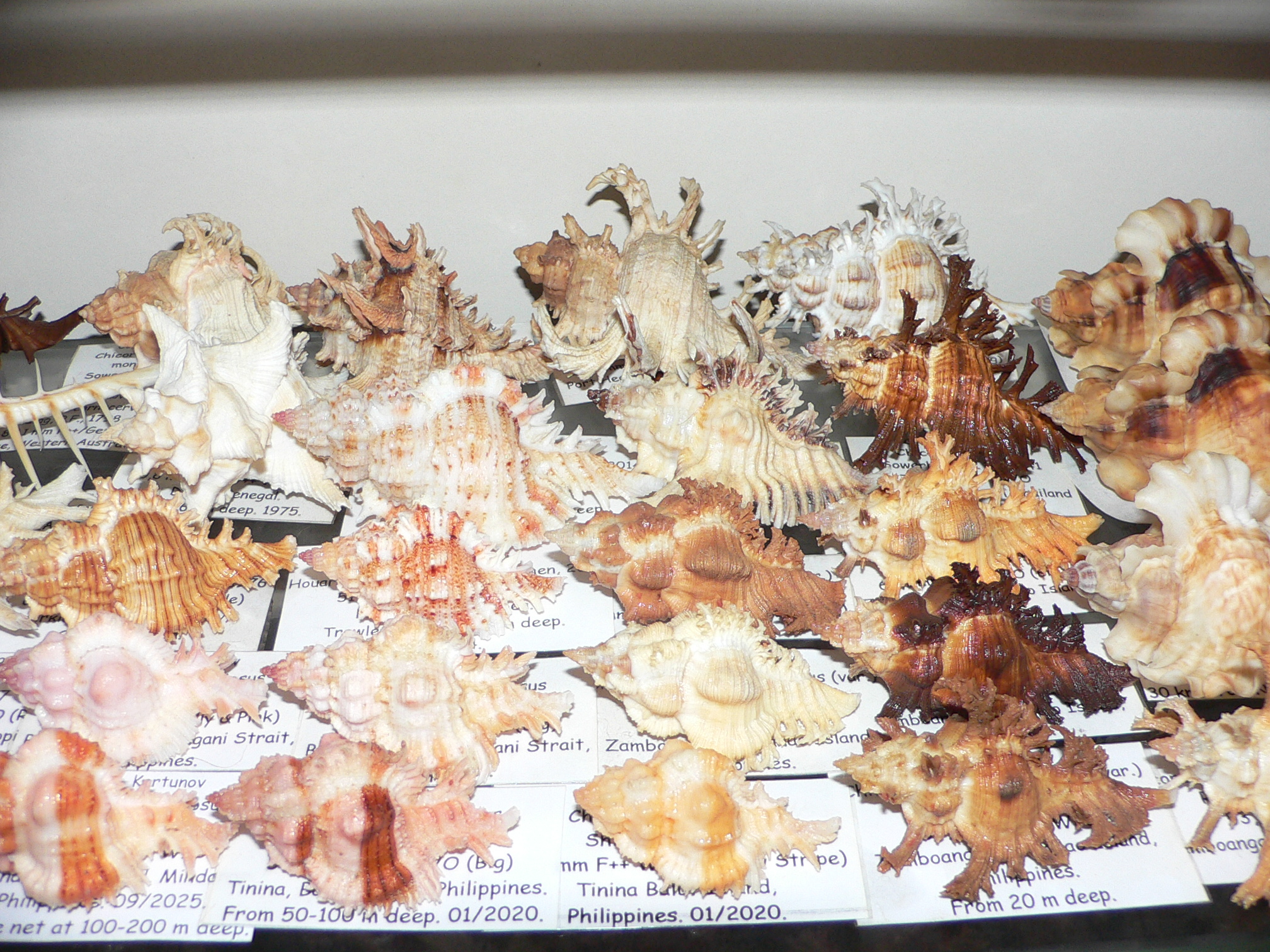 Chicoreus banksii INDIAN FORM & BROWN