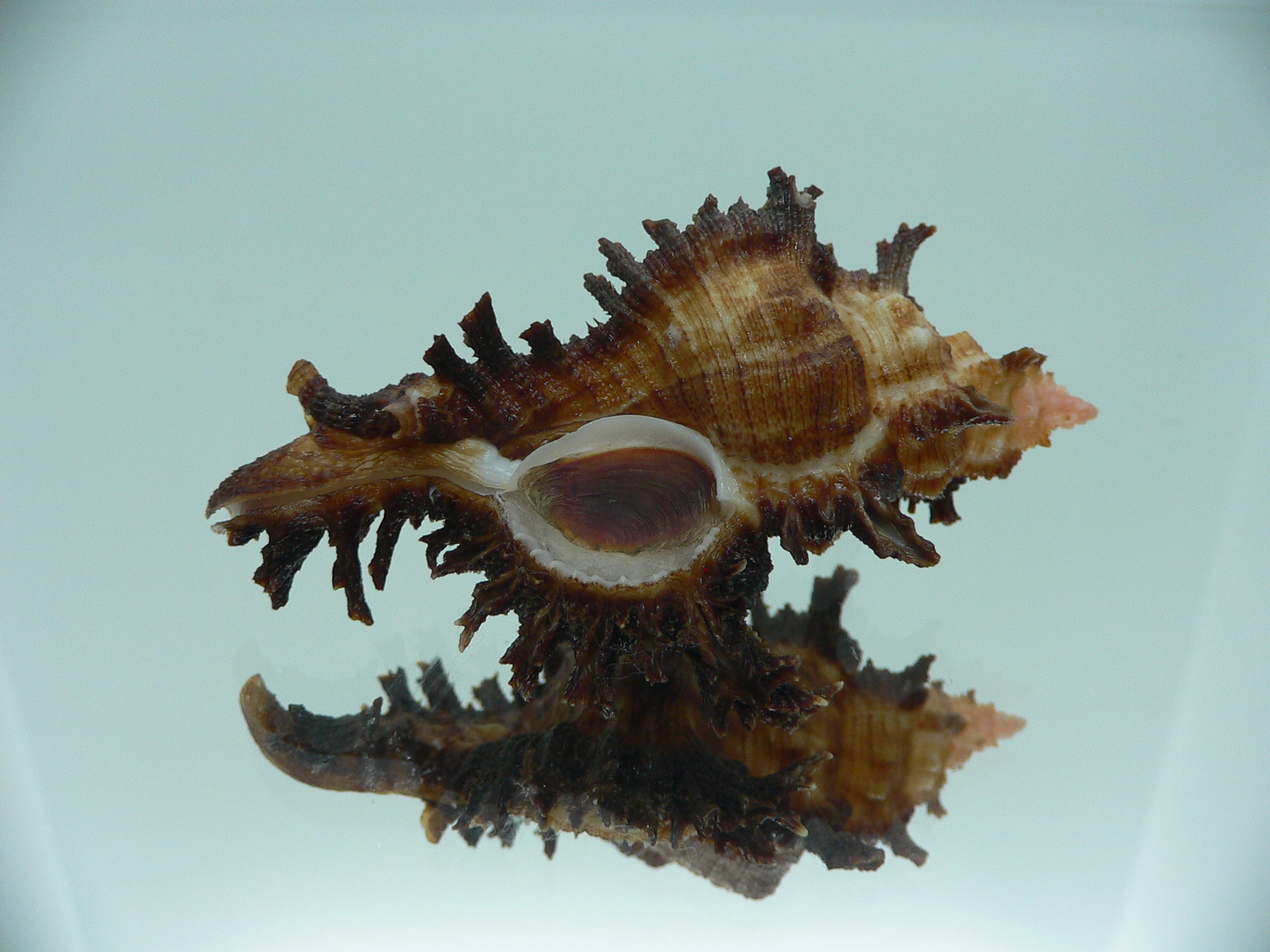 Chicoreus banksii INDIAN FORM & BROWN