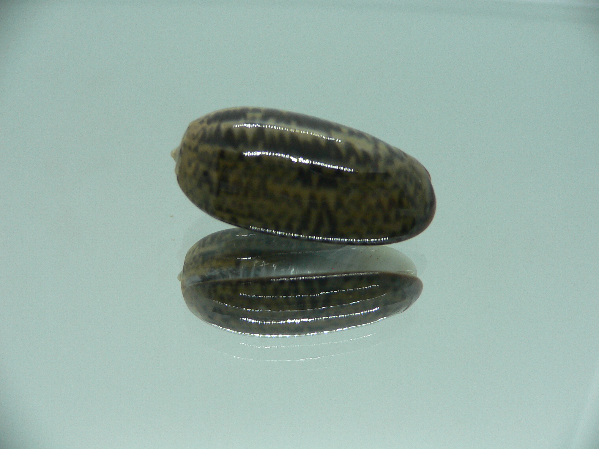 Oliva funebralis
