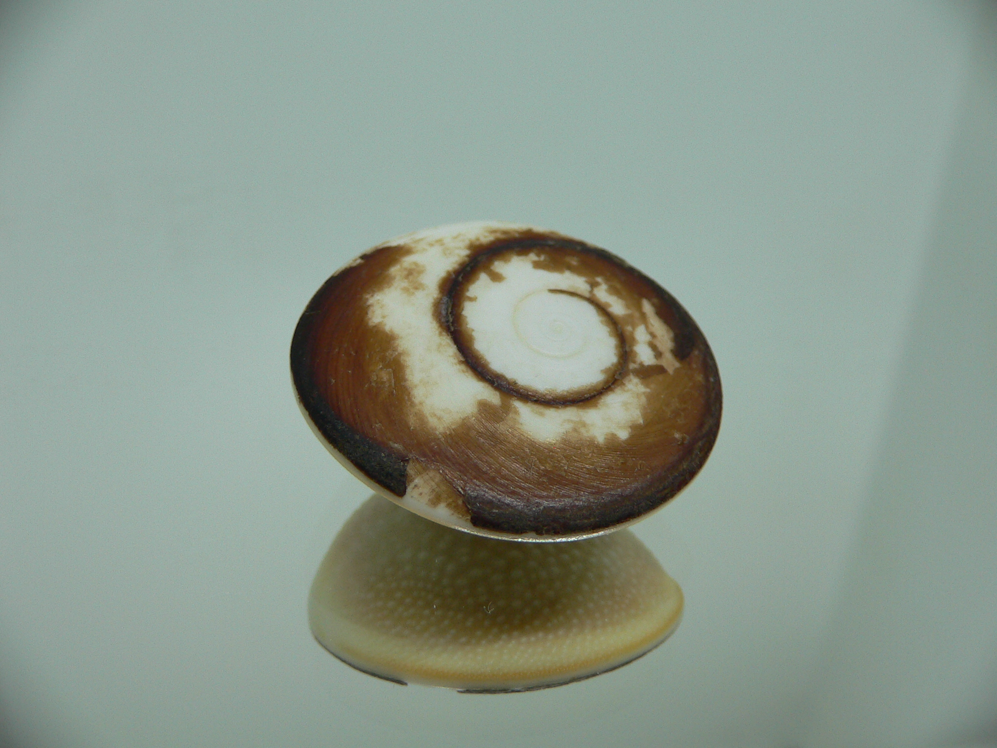 Крышечка Turbo (Marmarostoma) 8