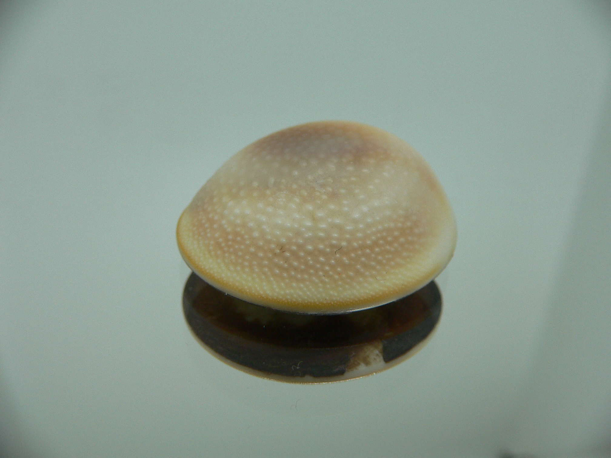 Крышечка Turbo (Marmarostoma) 8