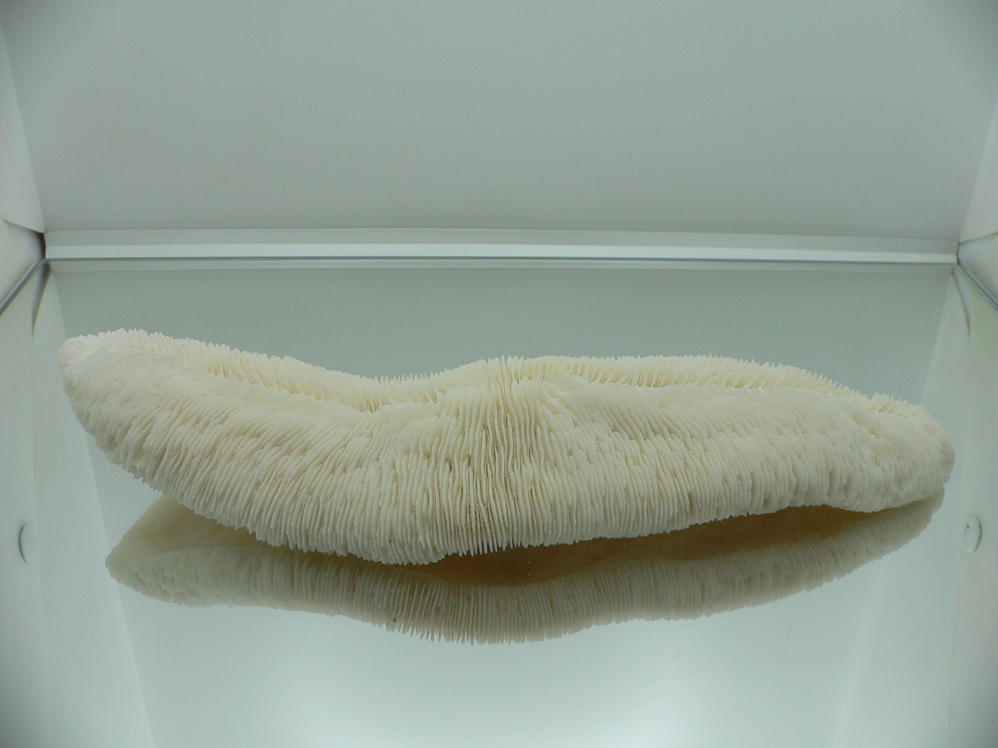 Коралл Морской Язык