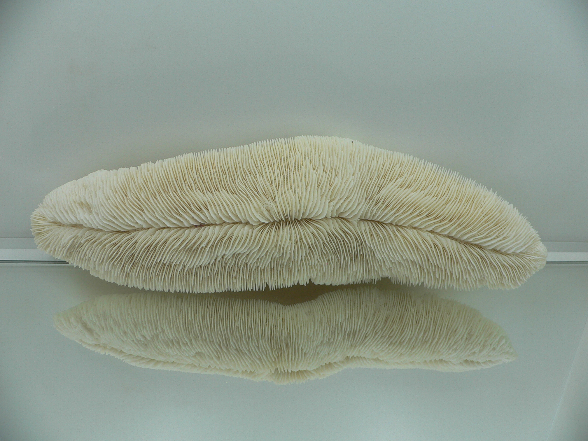 Коралл Морской Язык