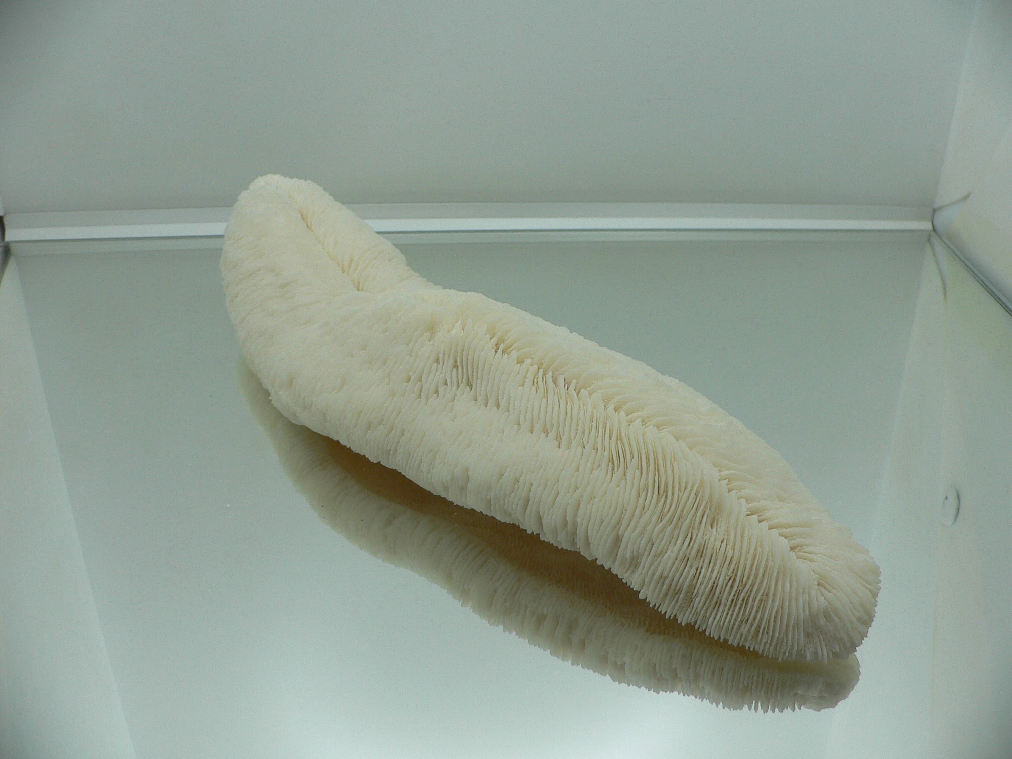 Коралл Морской Язык