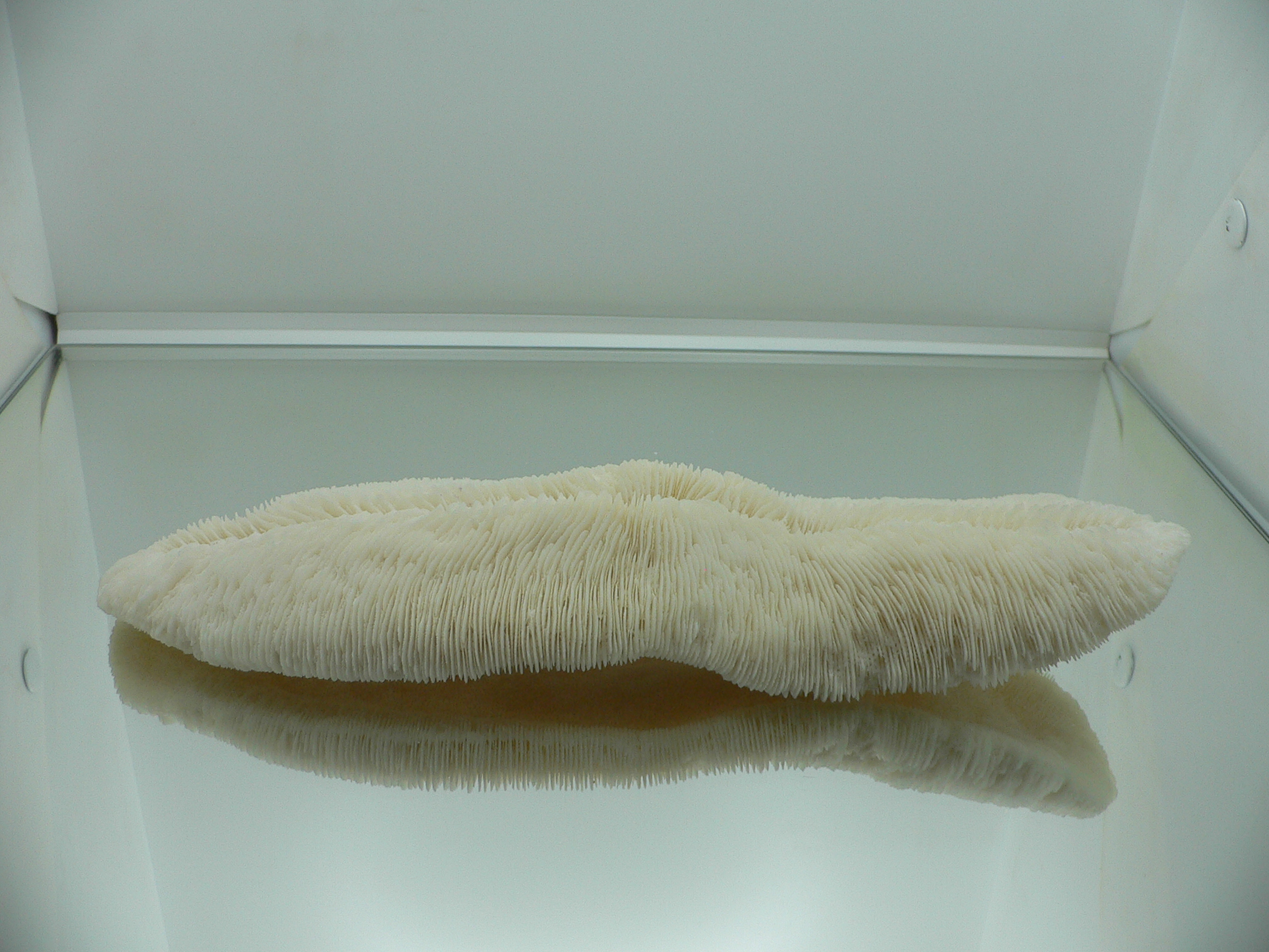 Коралл Морской Язык