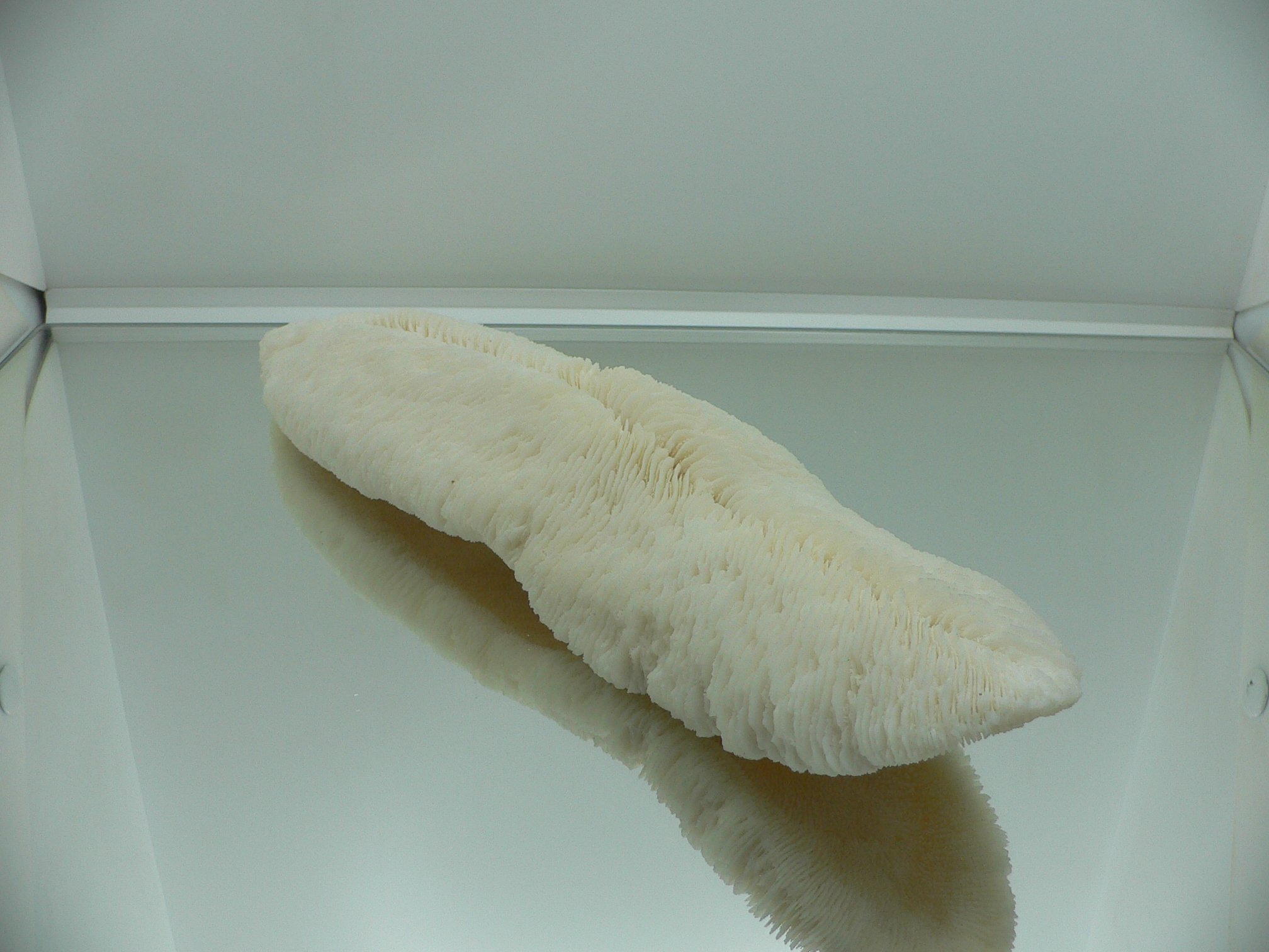 Коралл Морской Язык