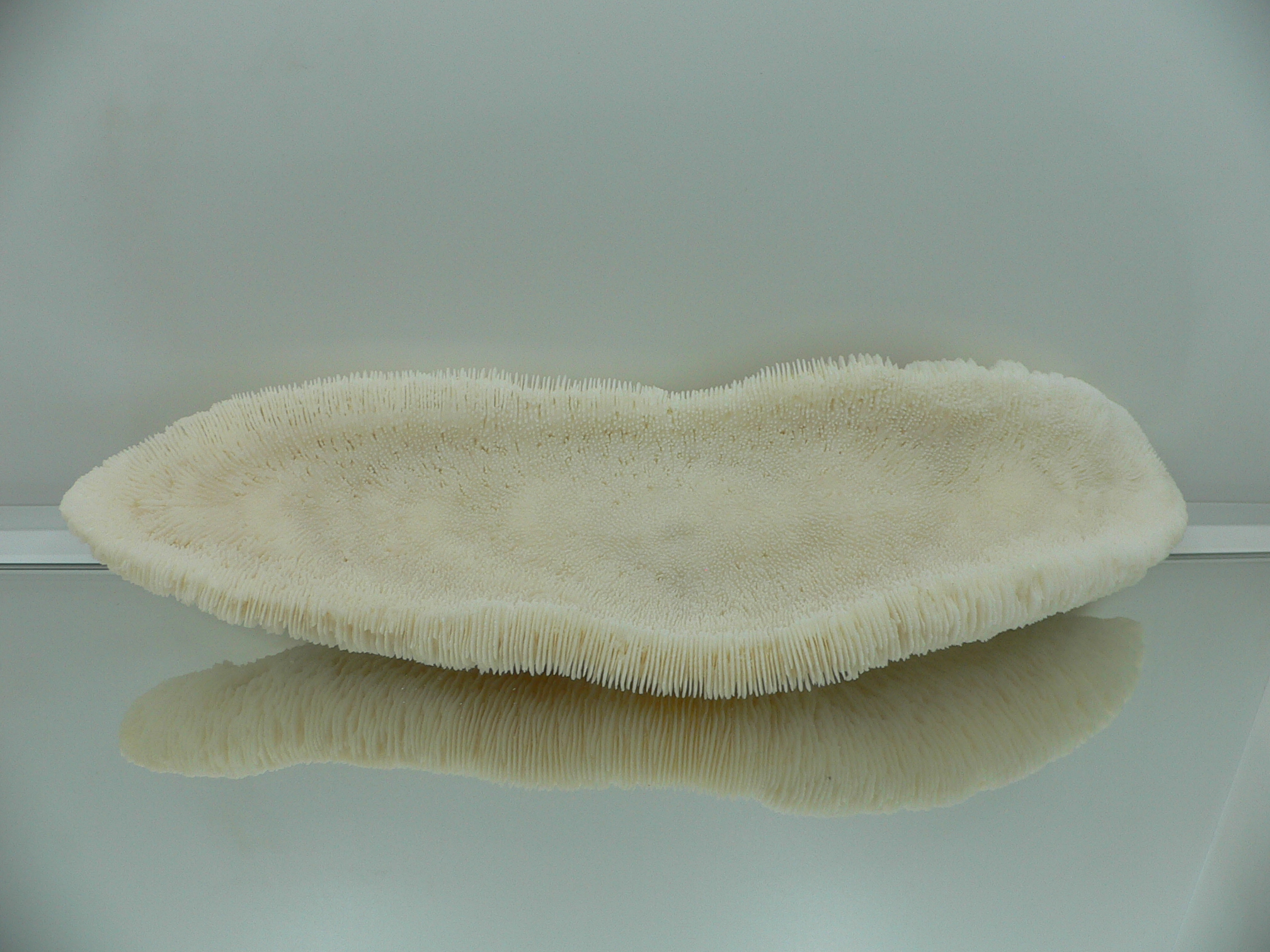 Коралл Морской Язык