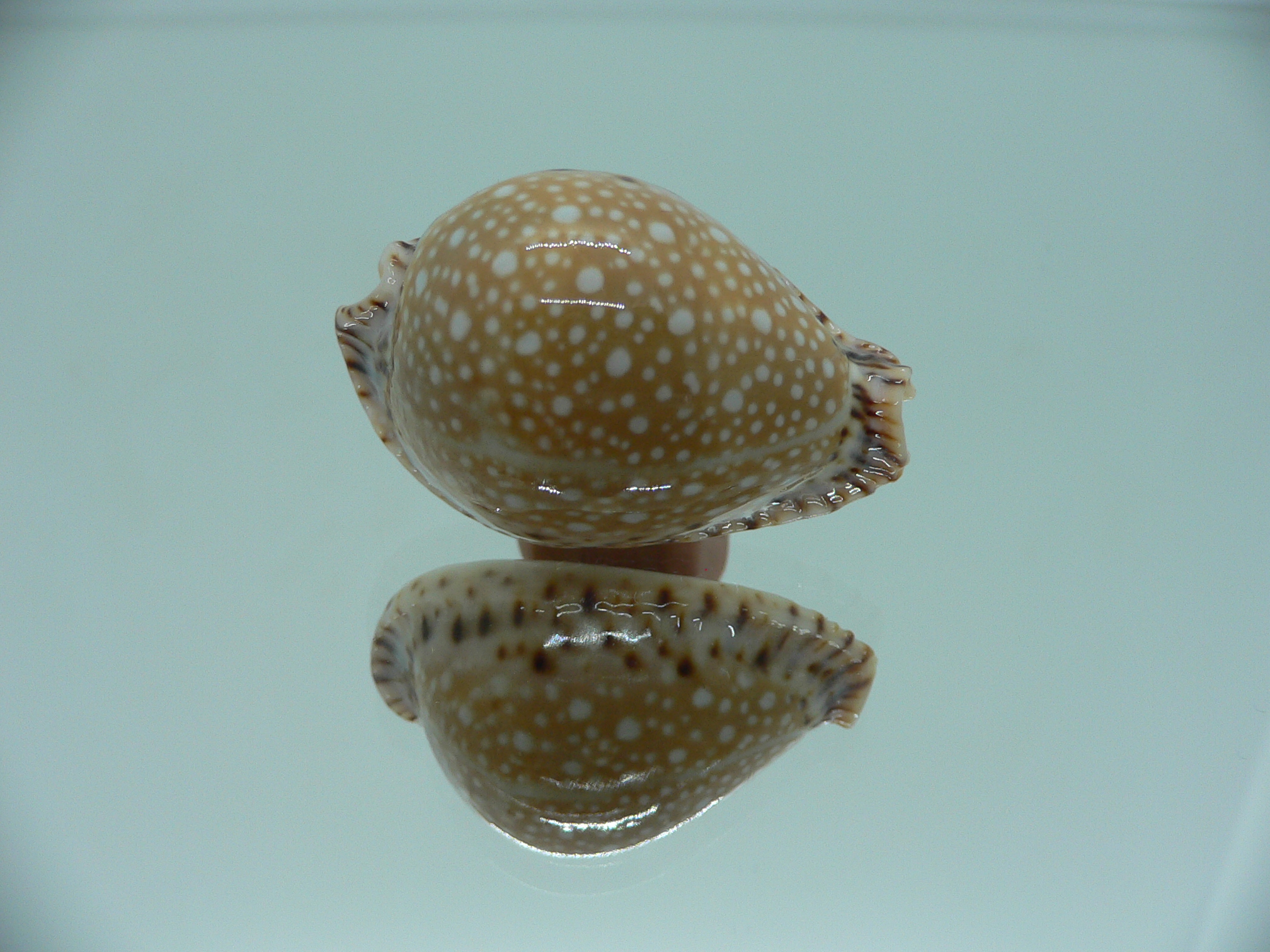 Cypraea lamarckii lamarckii ELEGANT