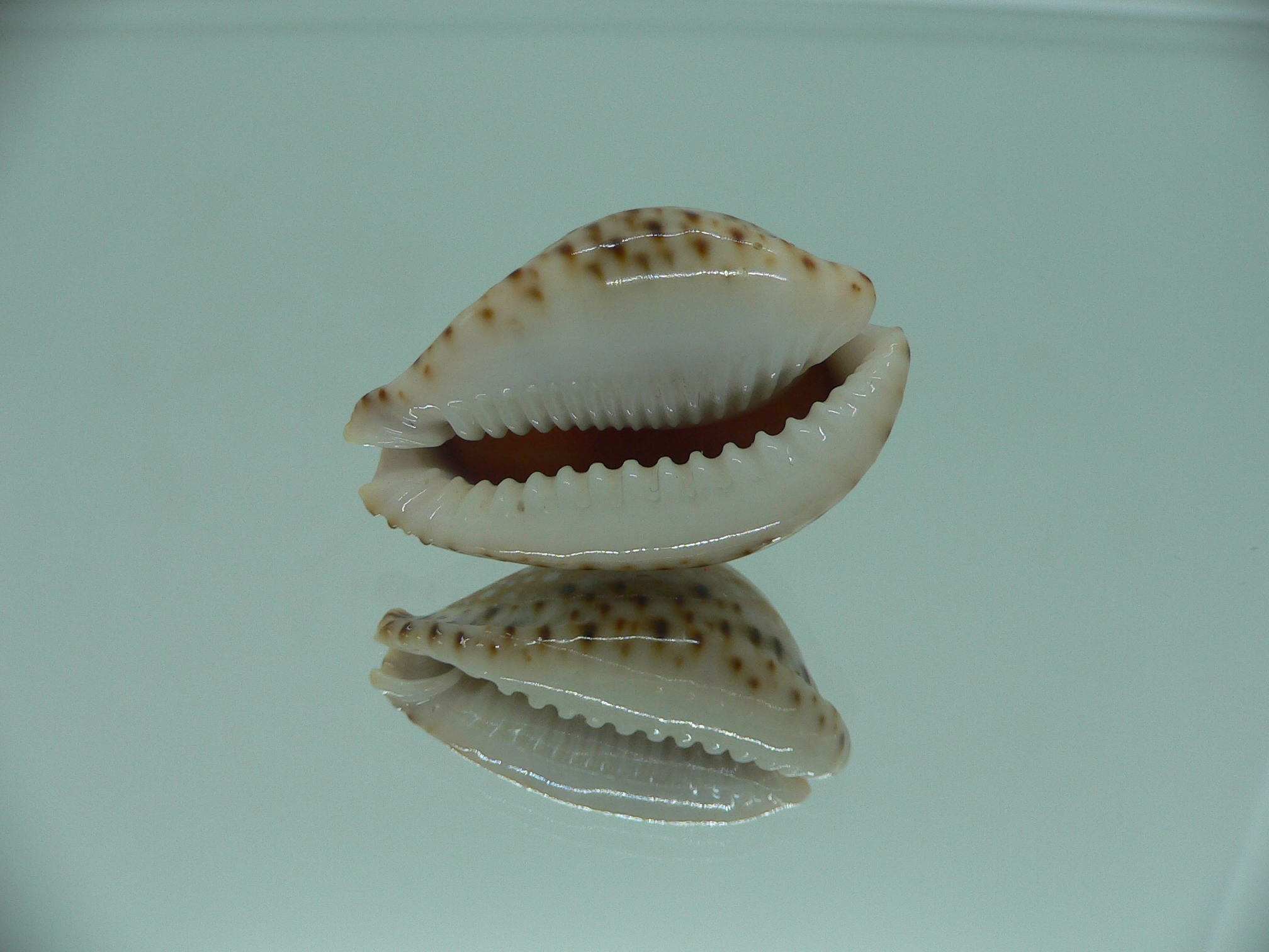 Cypraea lamarckii lamarckii ELEGANT