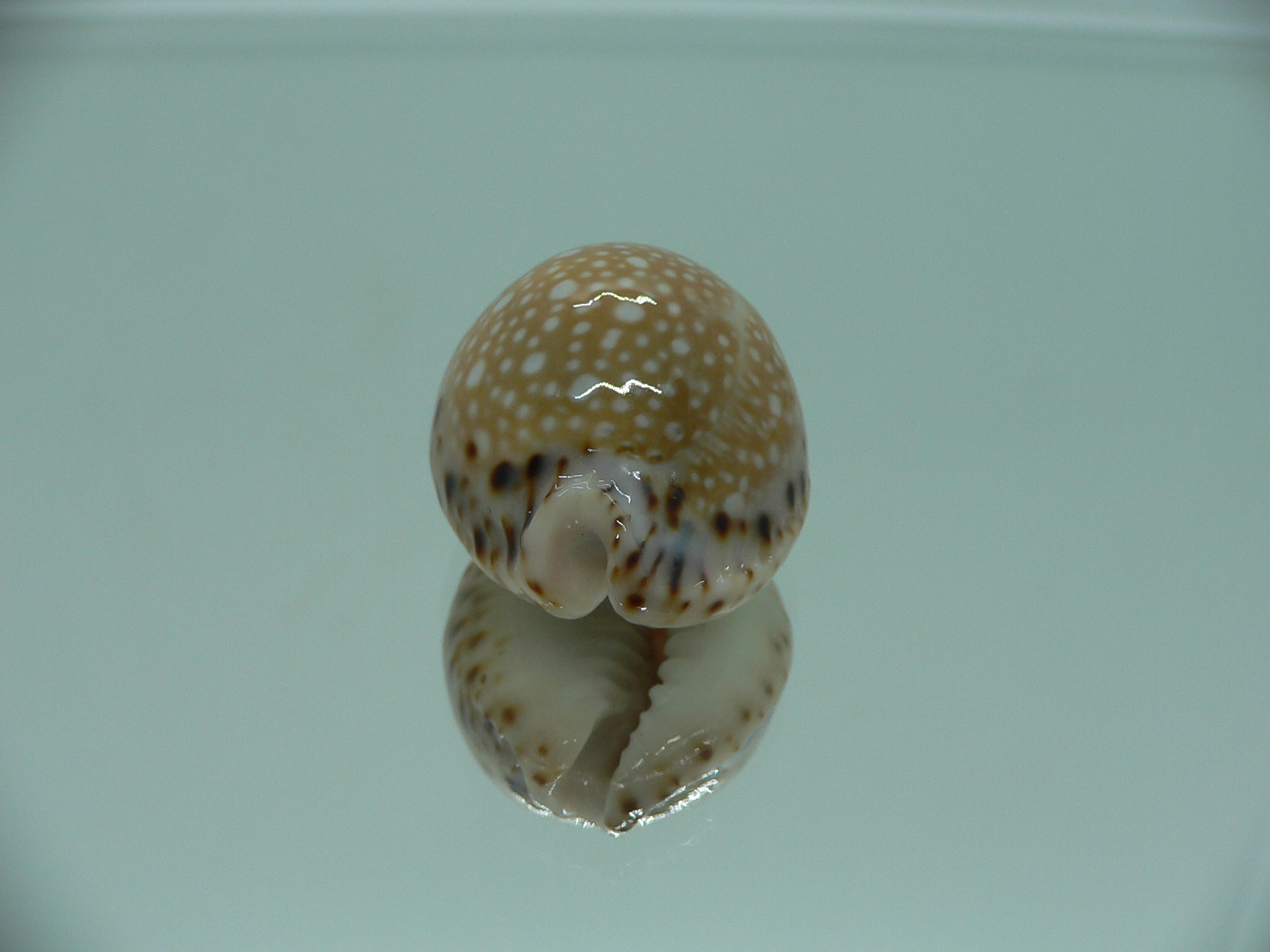 Cypraea lamarckii lamarckii ELEGANT