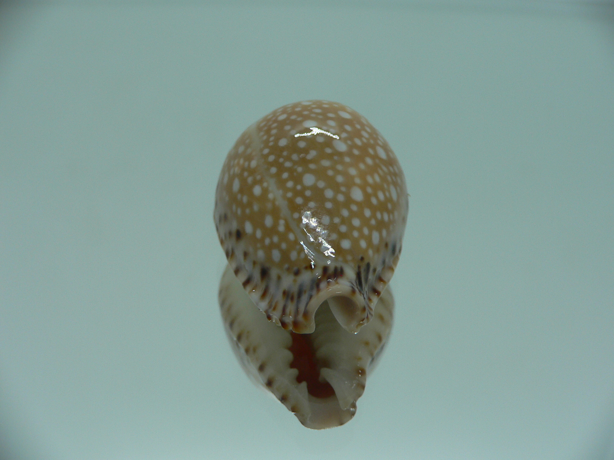 Cypraea lamarckii lamarckii ELEGANT