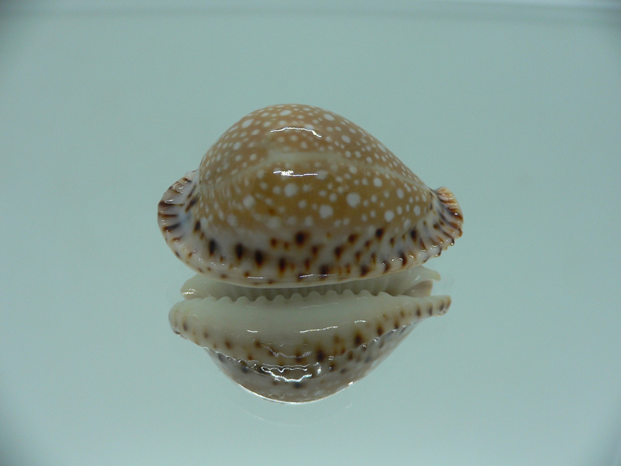 Cypraea lamarckii lamarckii ELEGANT