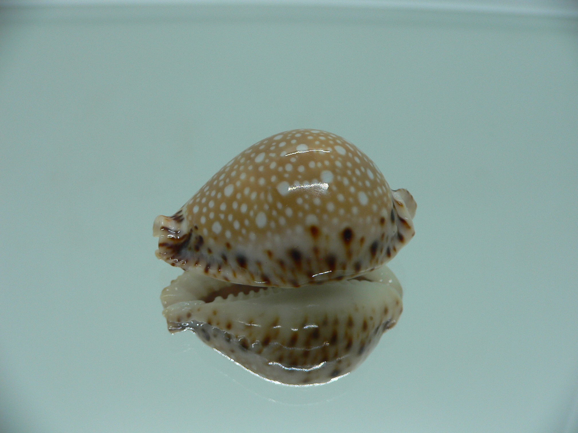 Cypraea lamarckii lamarckii ELEGANT