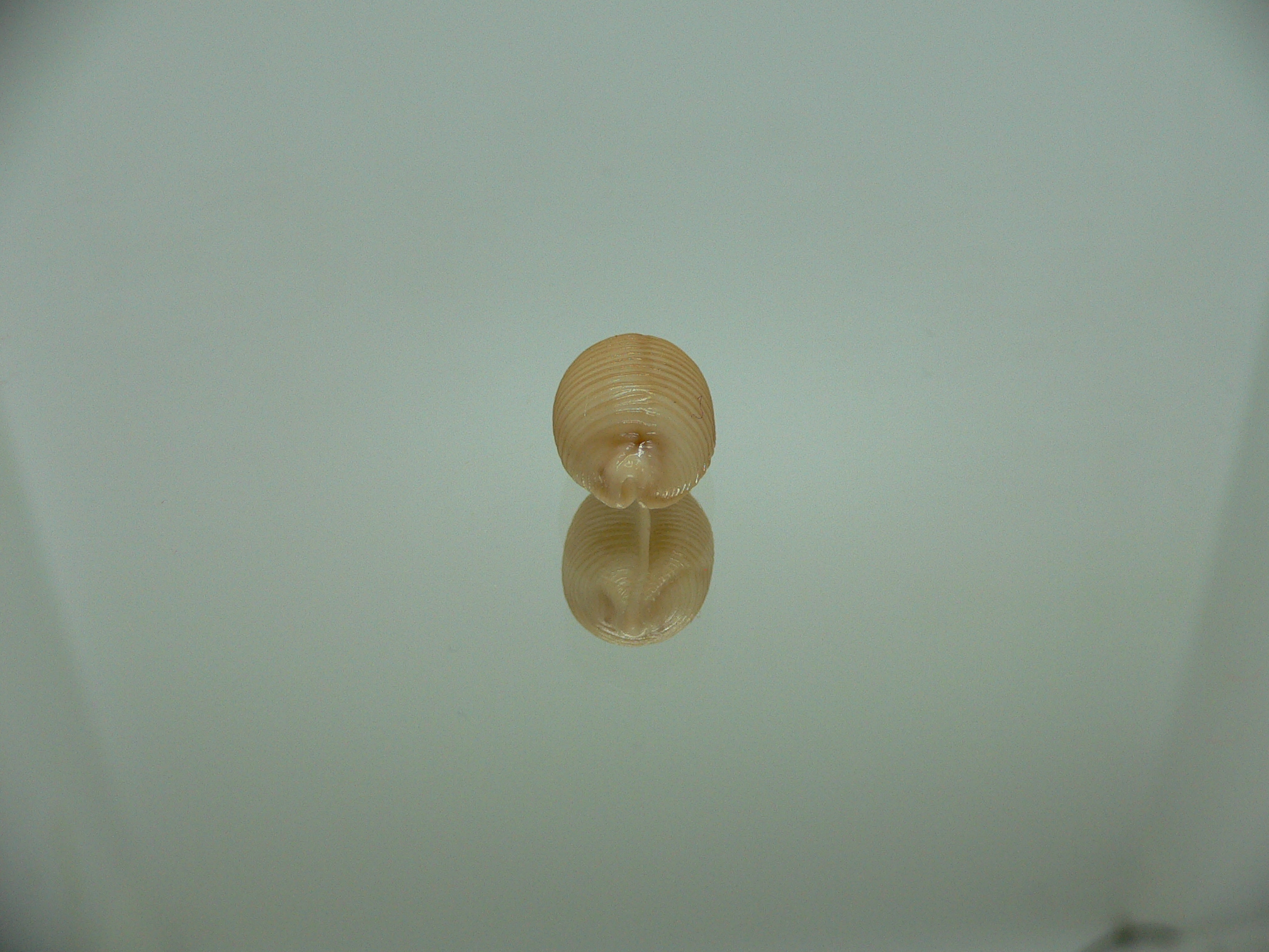 Cypraea childreni leforti