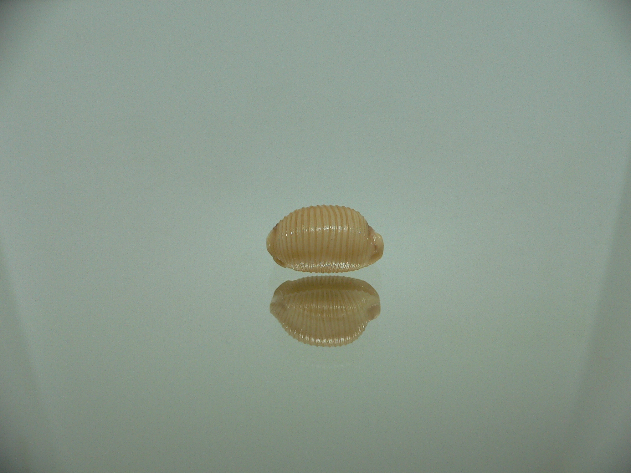 Cypraea childreni leforti