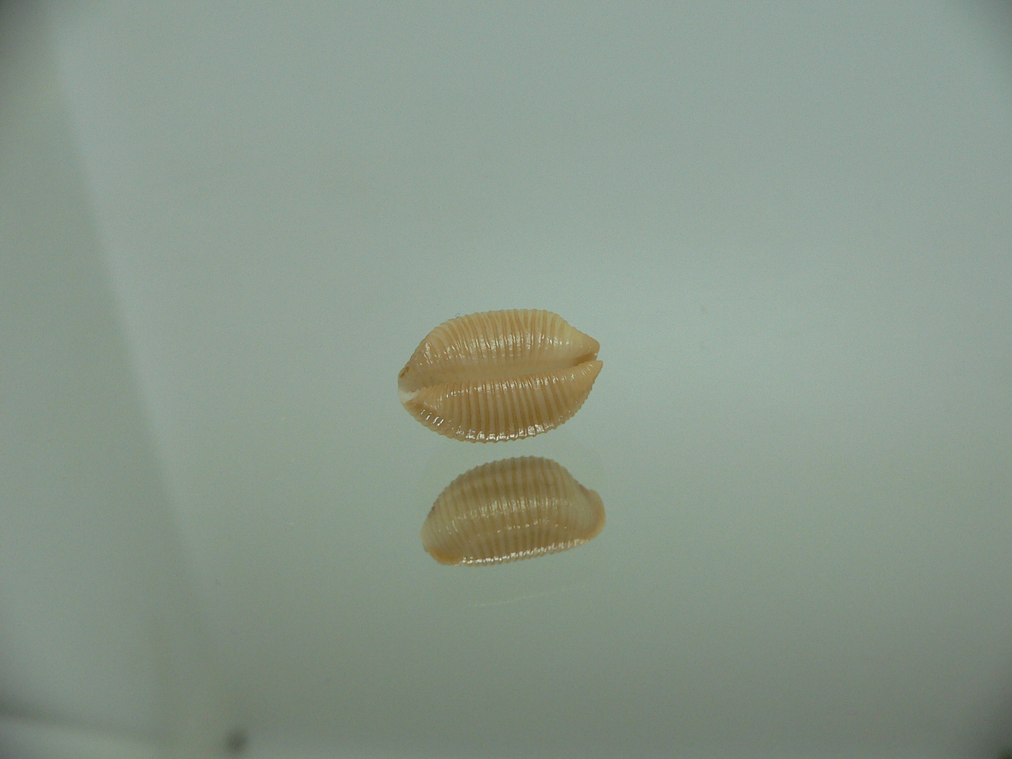 Cypraea childreni leforti