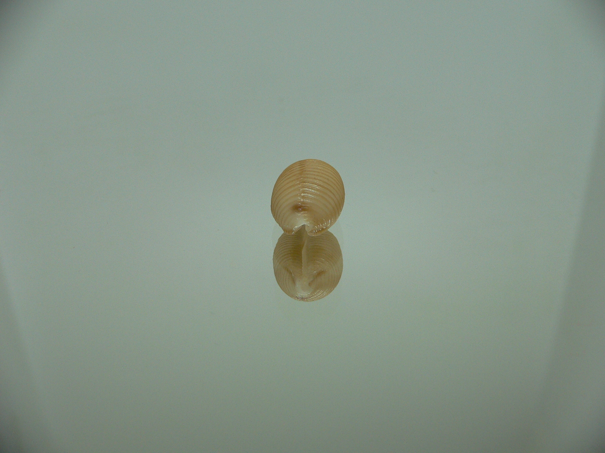 Cypraea childreni leforti