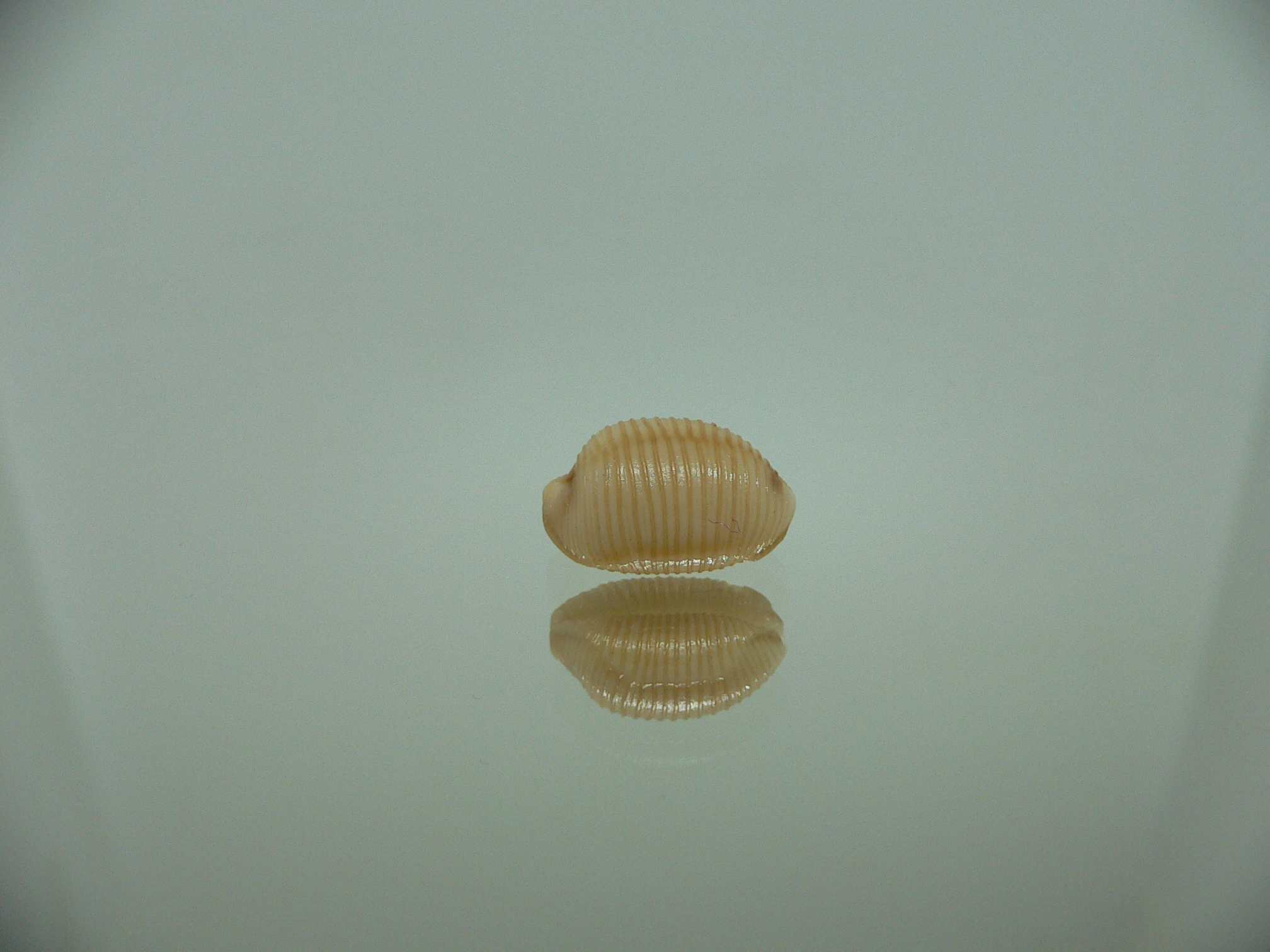 Cypraea childreni leforti