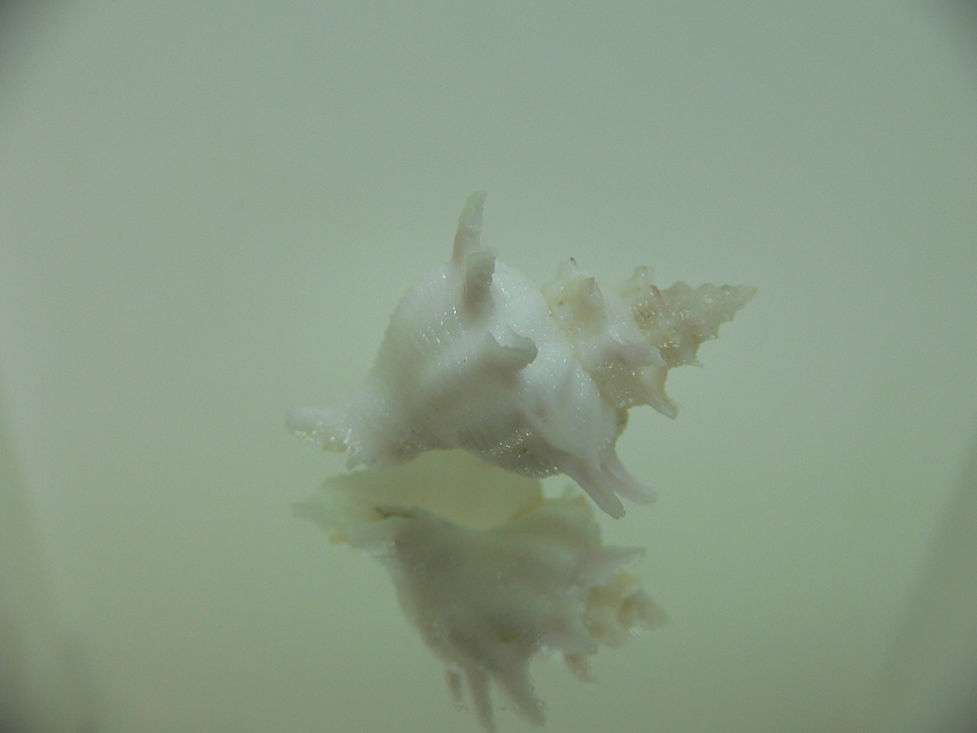 Babelomurex armatus ELONGATE