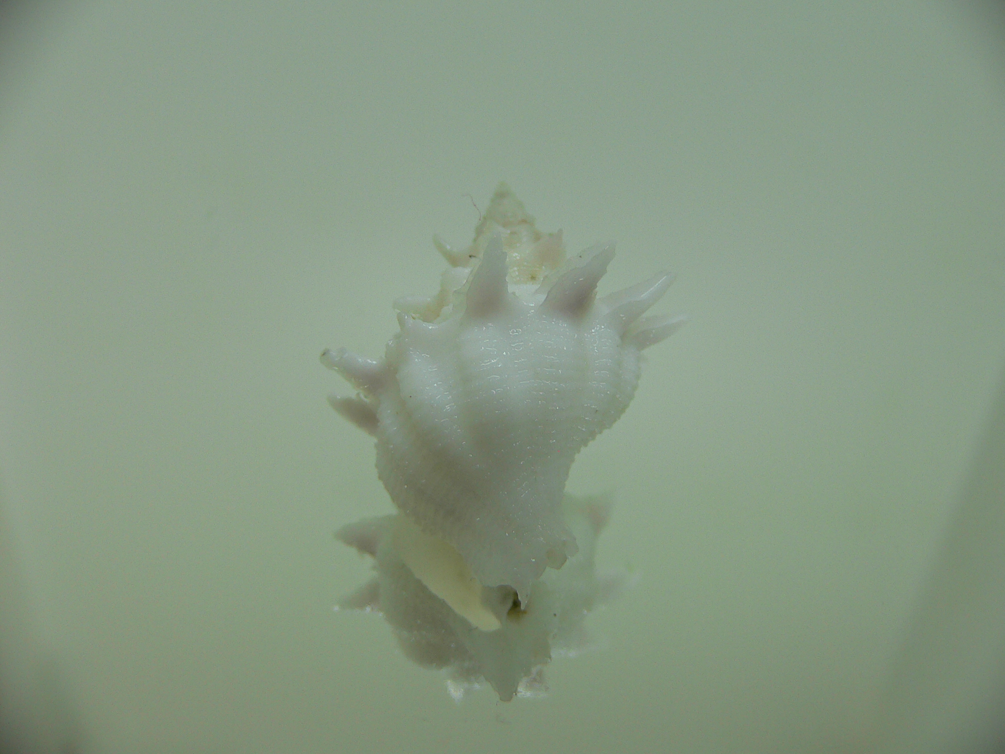 Babelomurex armatus ELONGATE