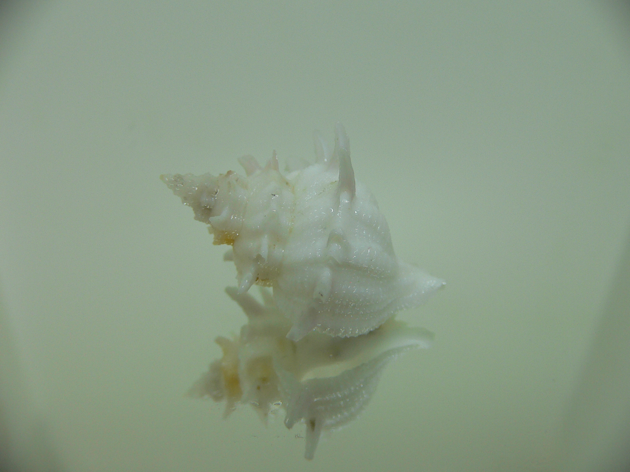 Babelomurex armatus ELONGATE