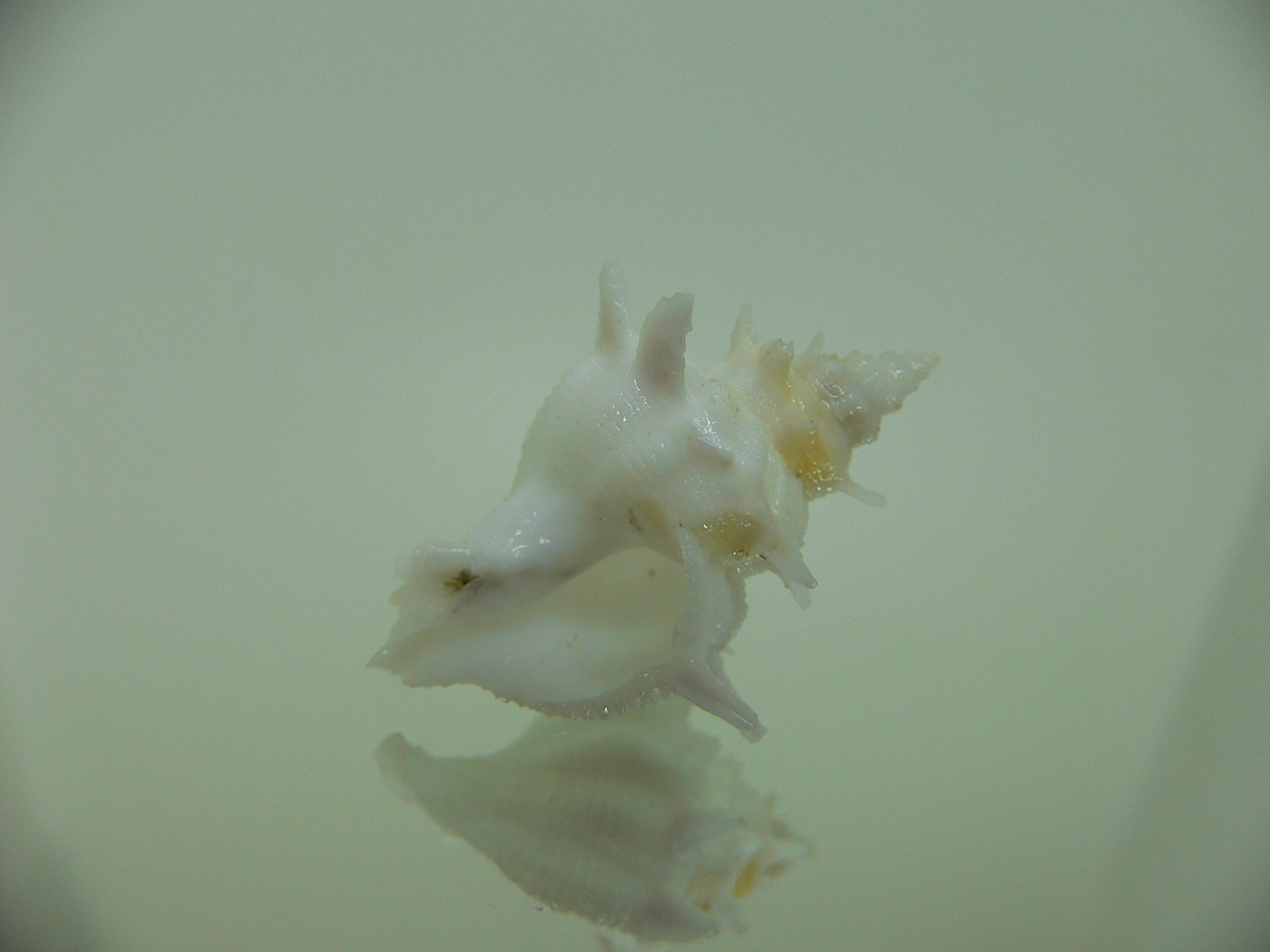 Babelomurex armatus ELONGATE