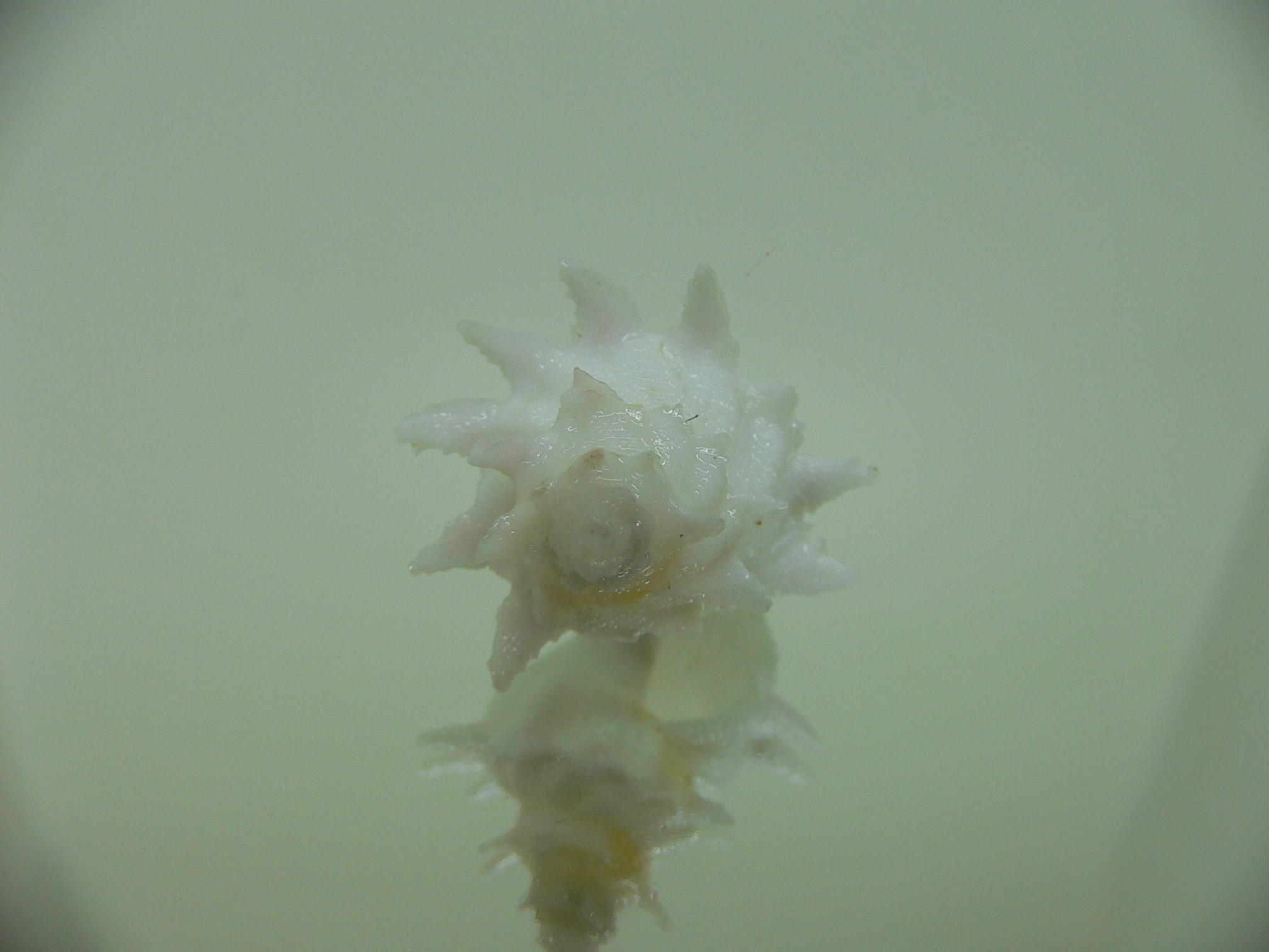 Babelomurex armatus ELONGATE
