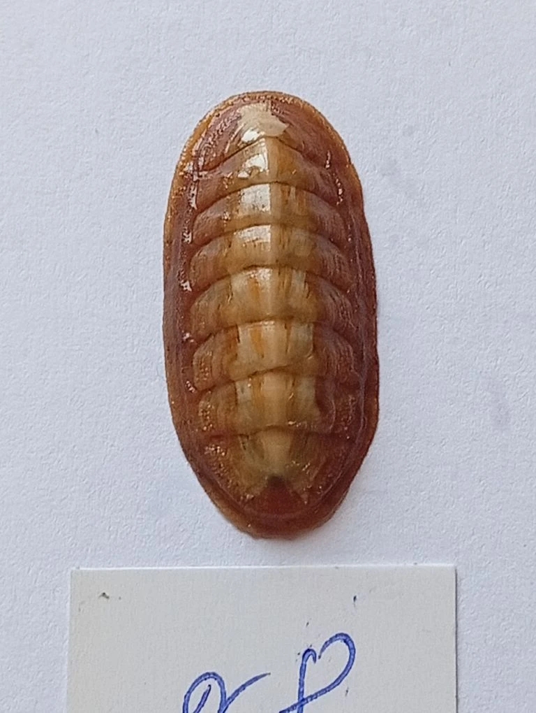 Ischnochiton elondatus ENDEMIC 8