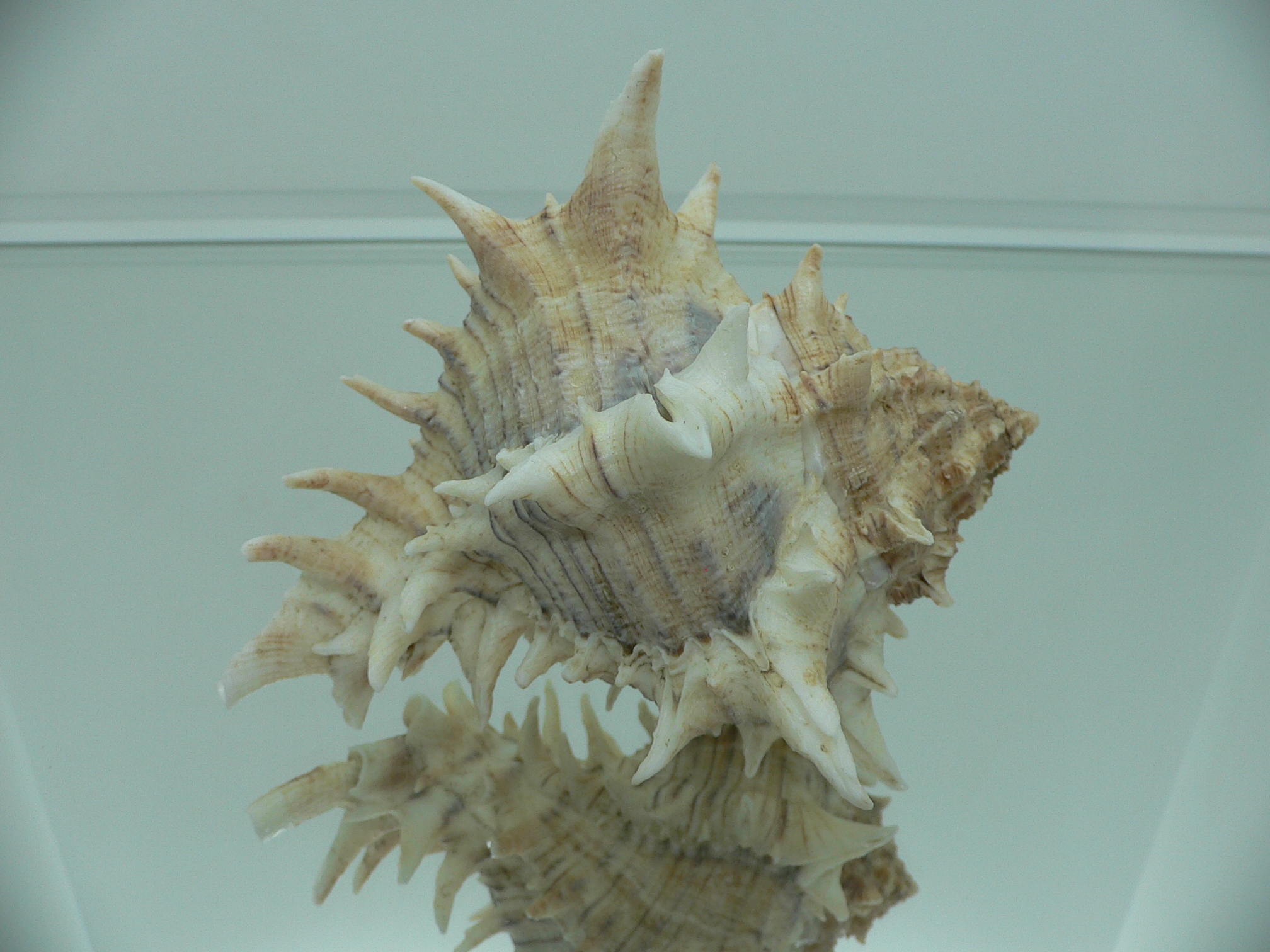 Hexaplex fulvescens RARE & KING