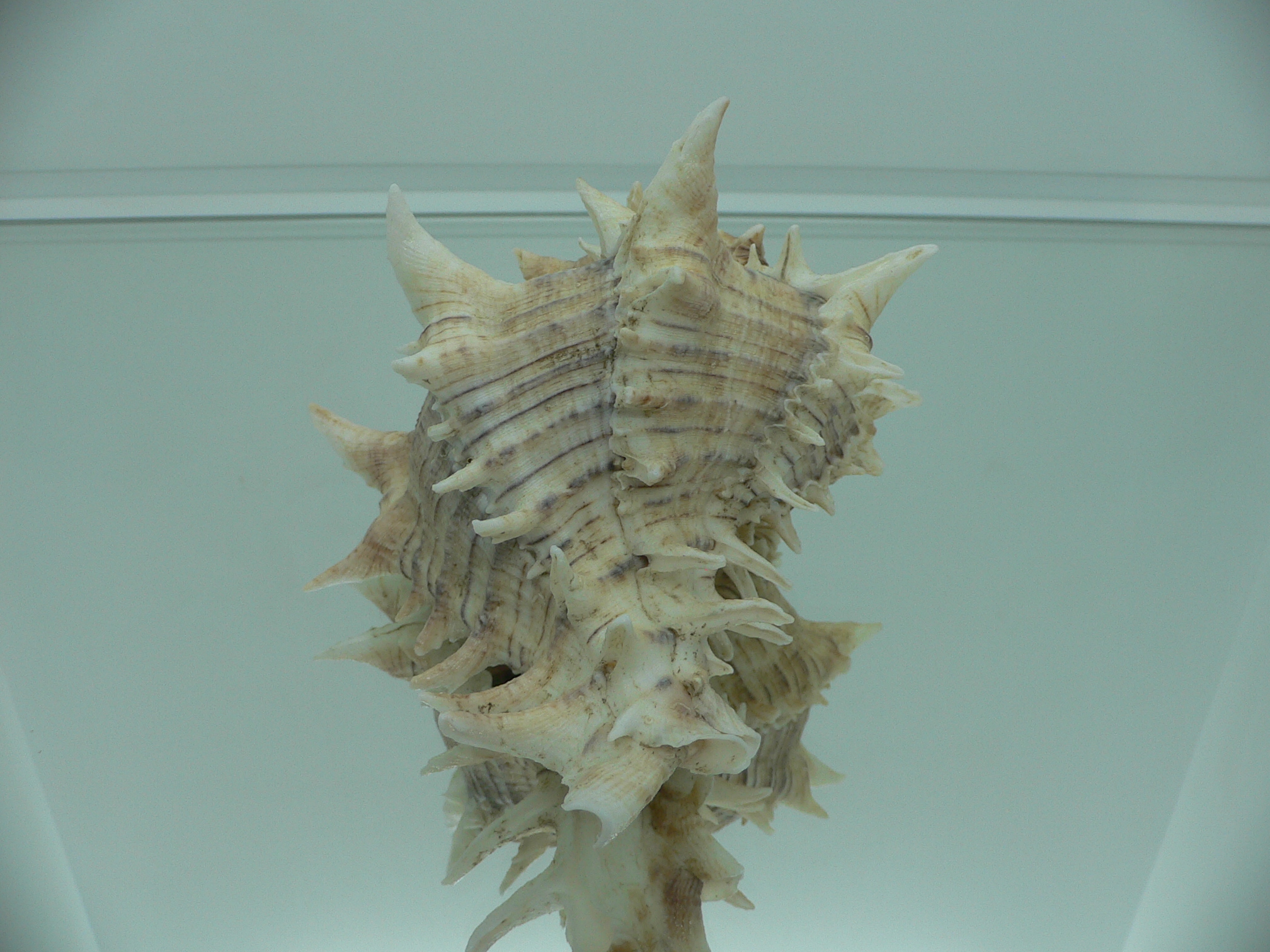 Hexaplex fulvescens RARE & KING