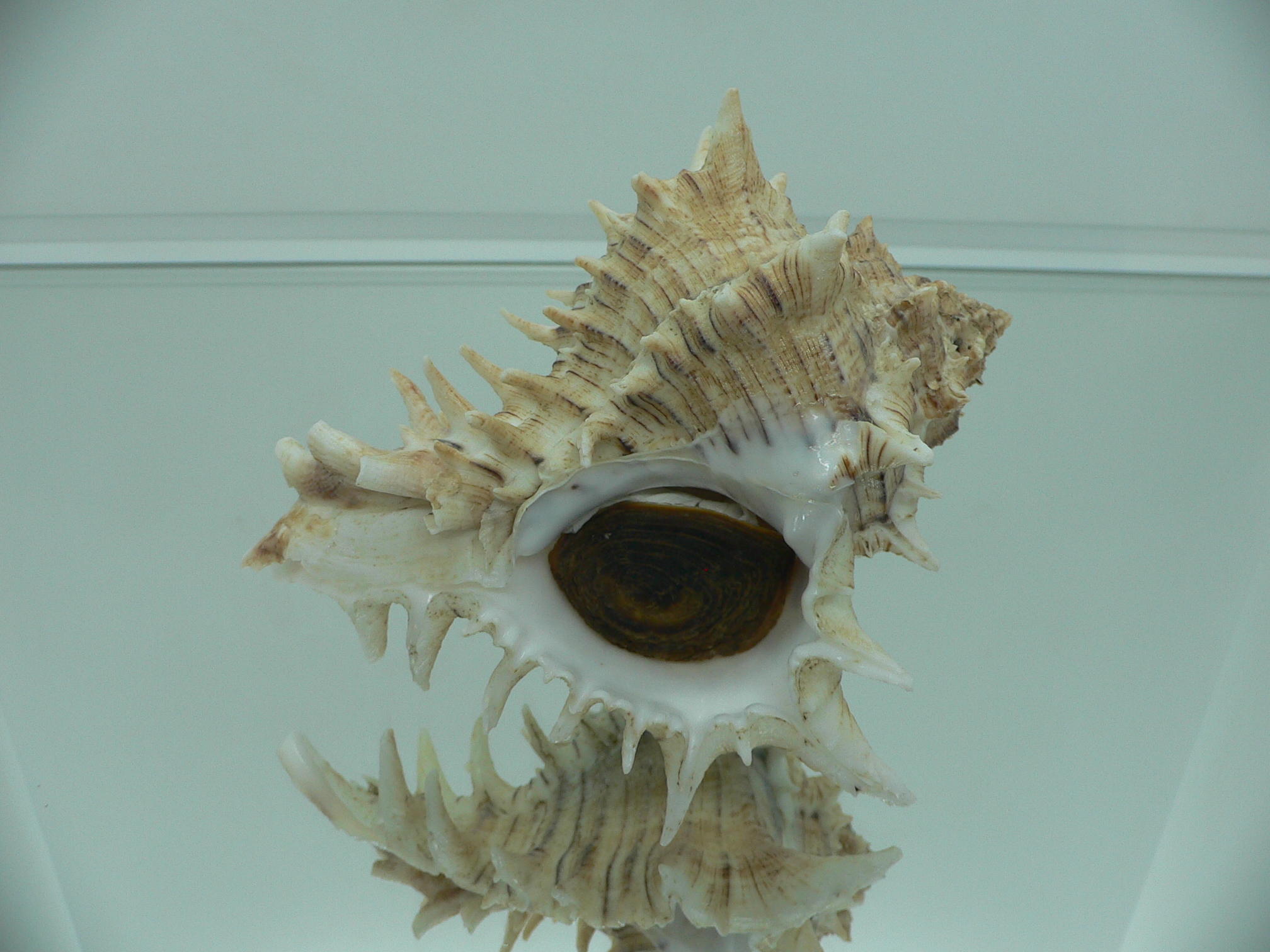 Hexaplex fulvescens RARE & KING