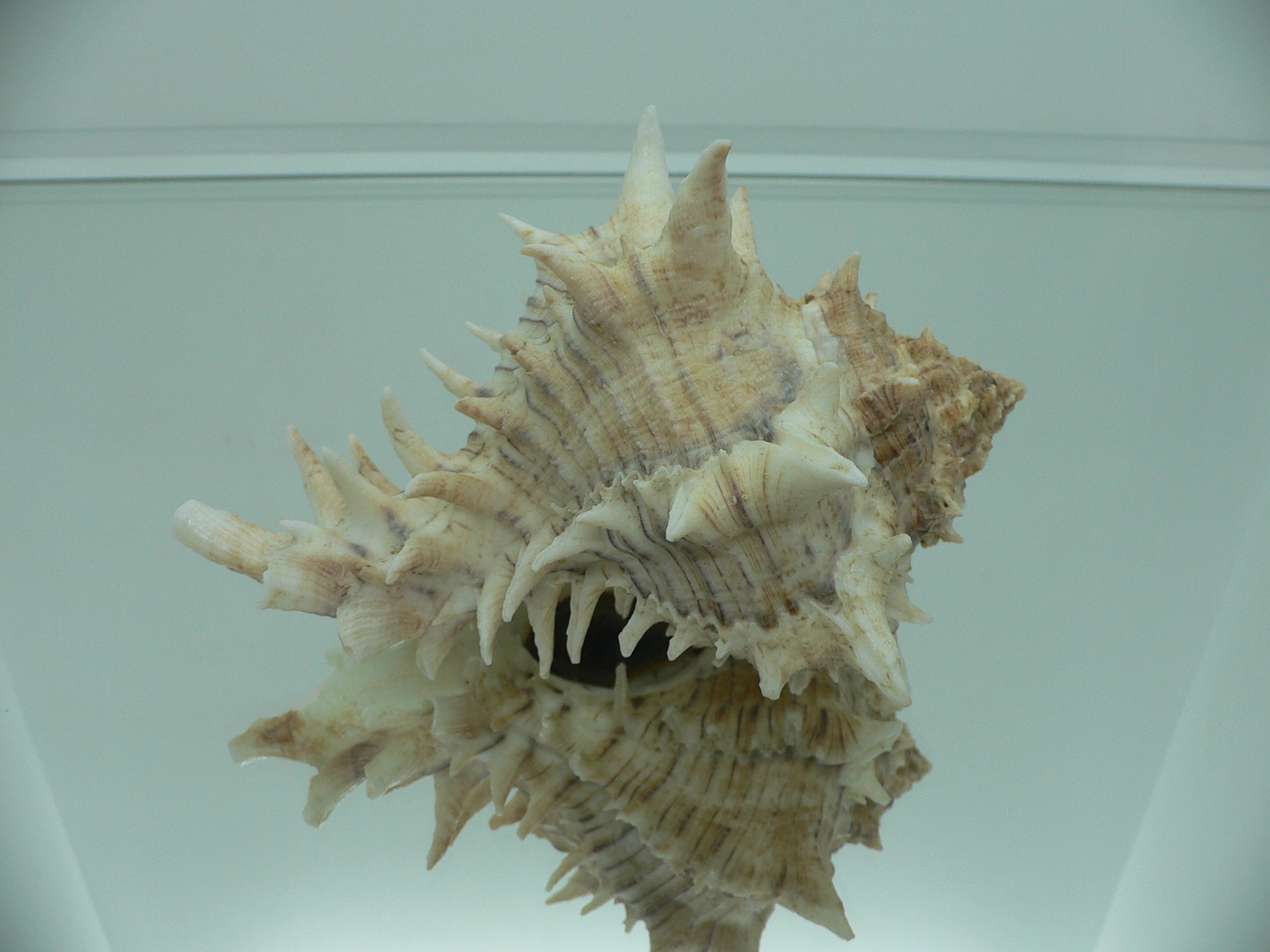 Hexaplex fulvescens RARE & KING