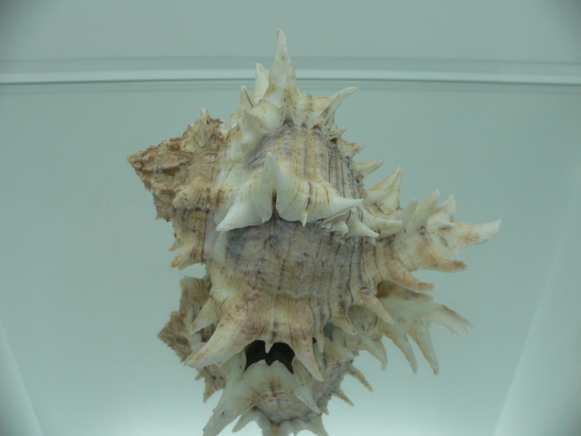 Hexaplex fulvescens RARE & KING