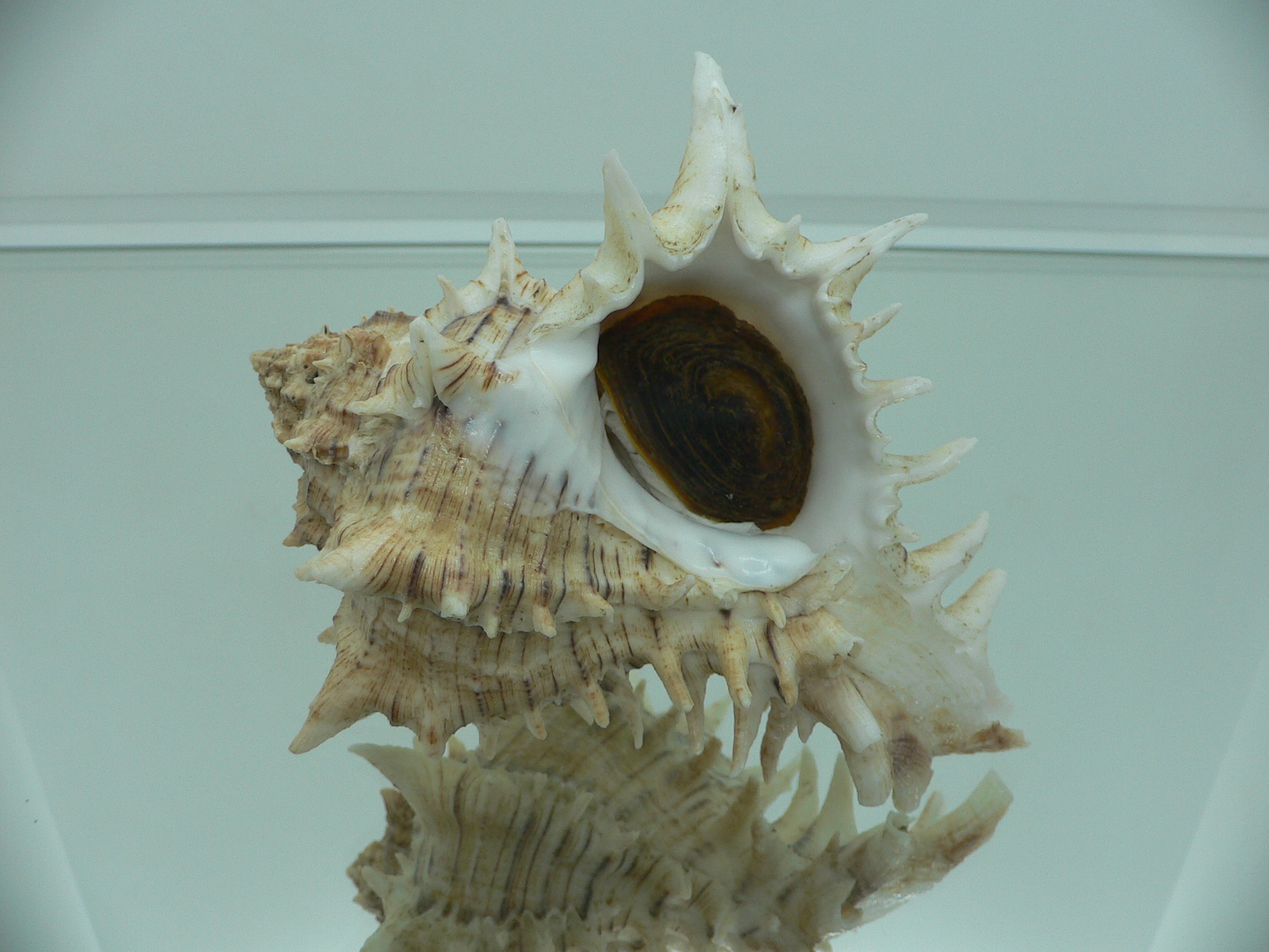 Hexaplex fulvescens RARE & KING