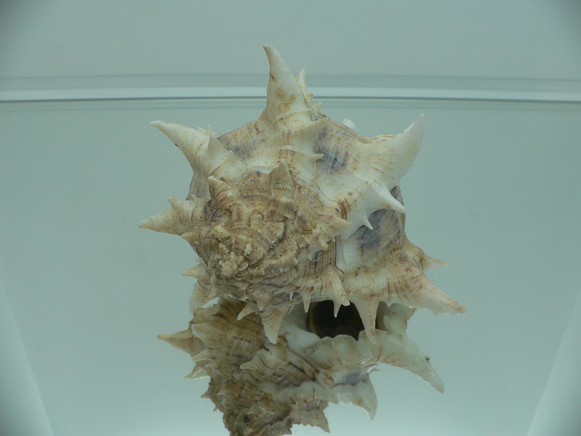 Hexaplex fulvescens RARE & KING