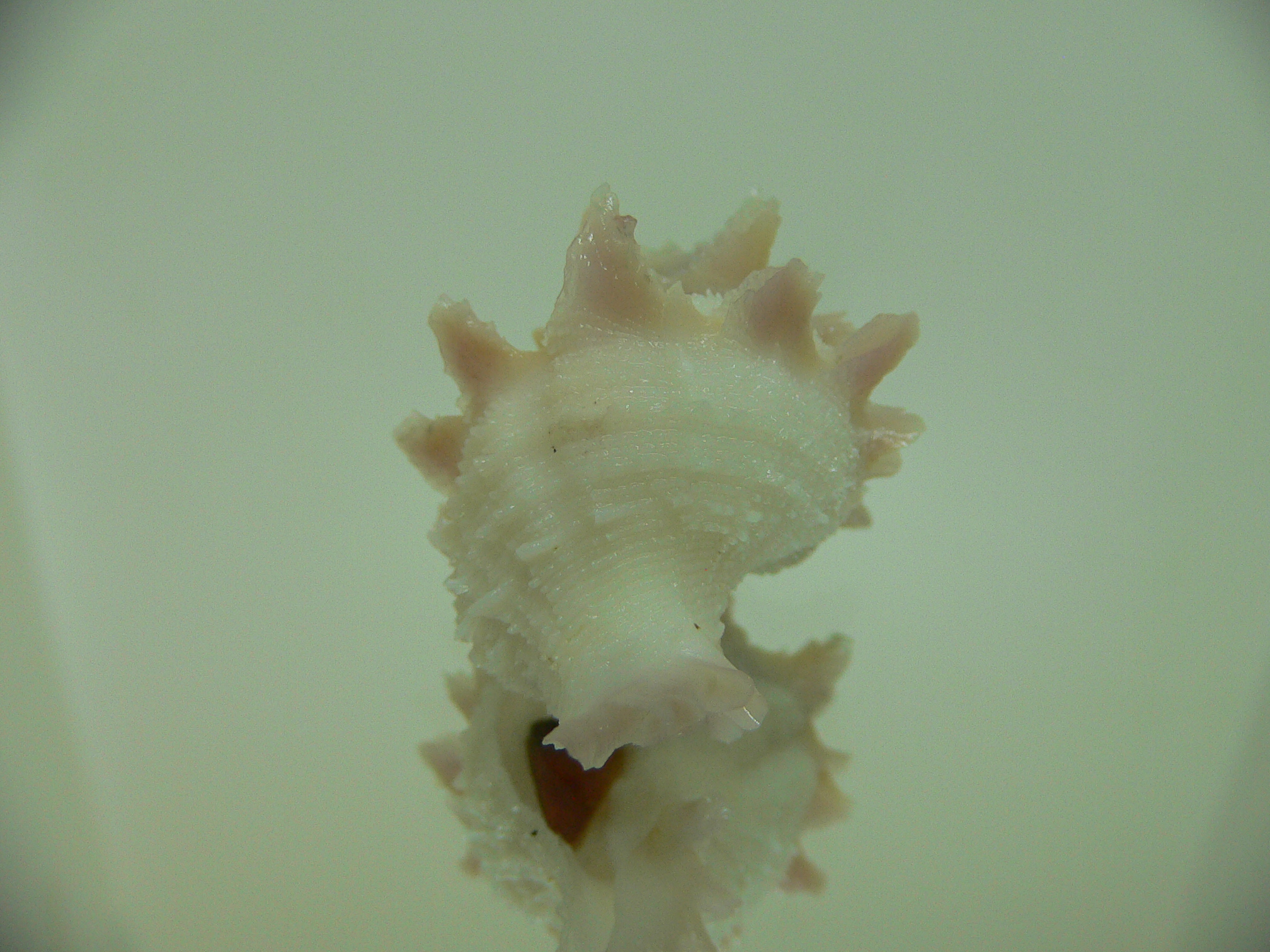Babelomurex armatus PINK