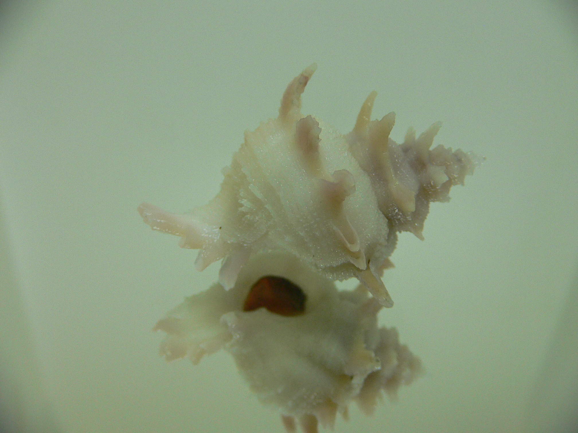 Babelomurex armatus PINK