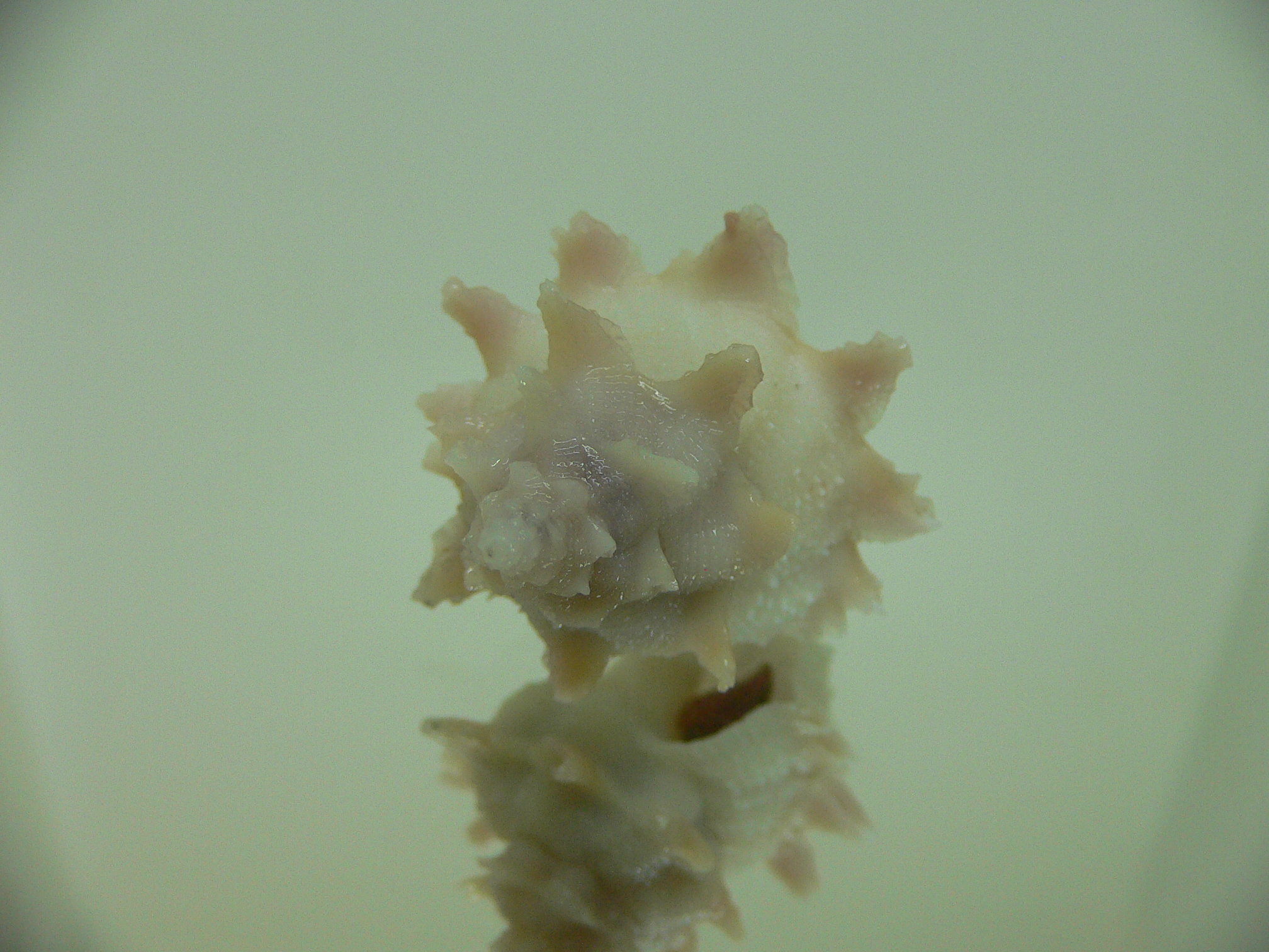 Babelomurex armatus PINK