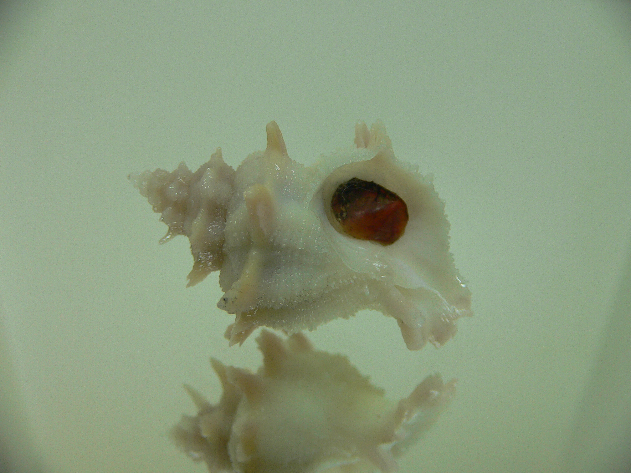 Babelomurex armatus PINK