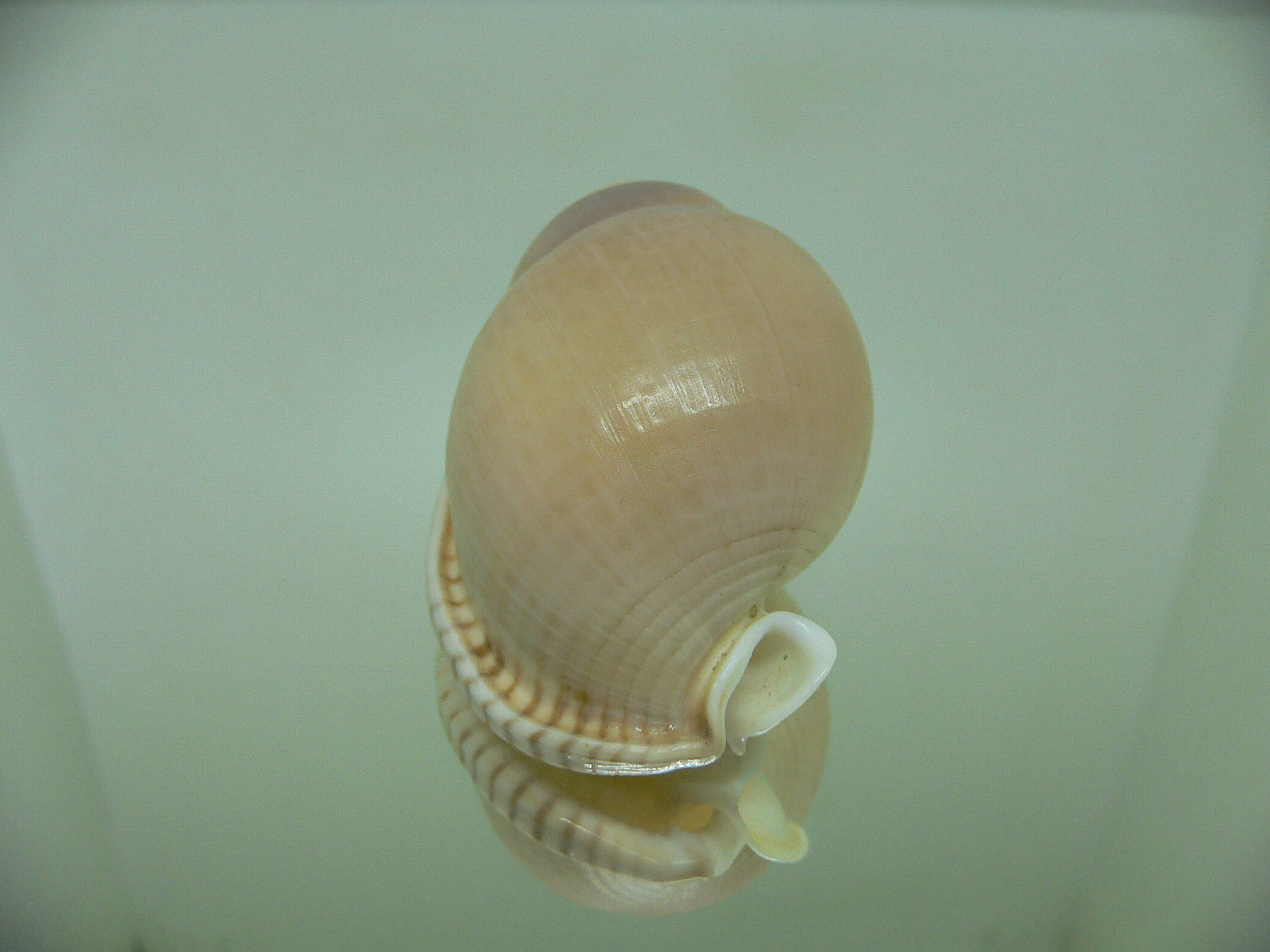 Semicassis bulla BIG & WIDE