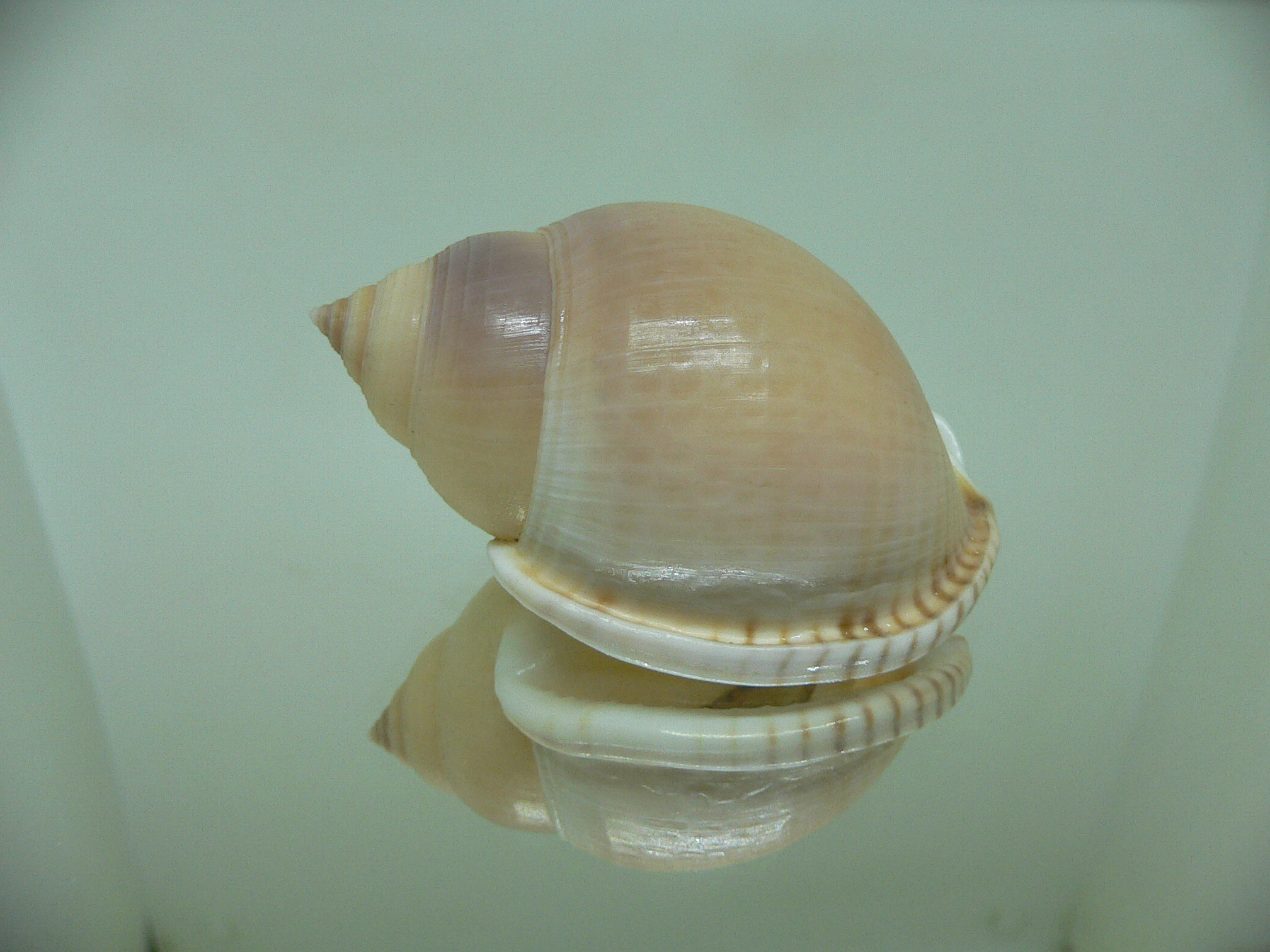 Semicassis bulla BIG & WIDE