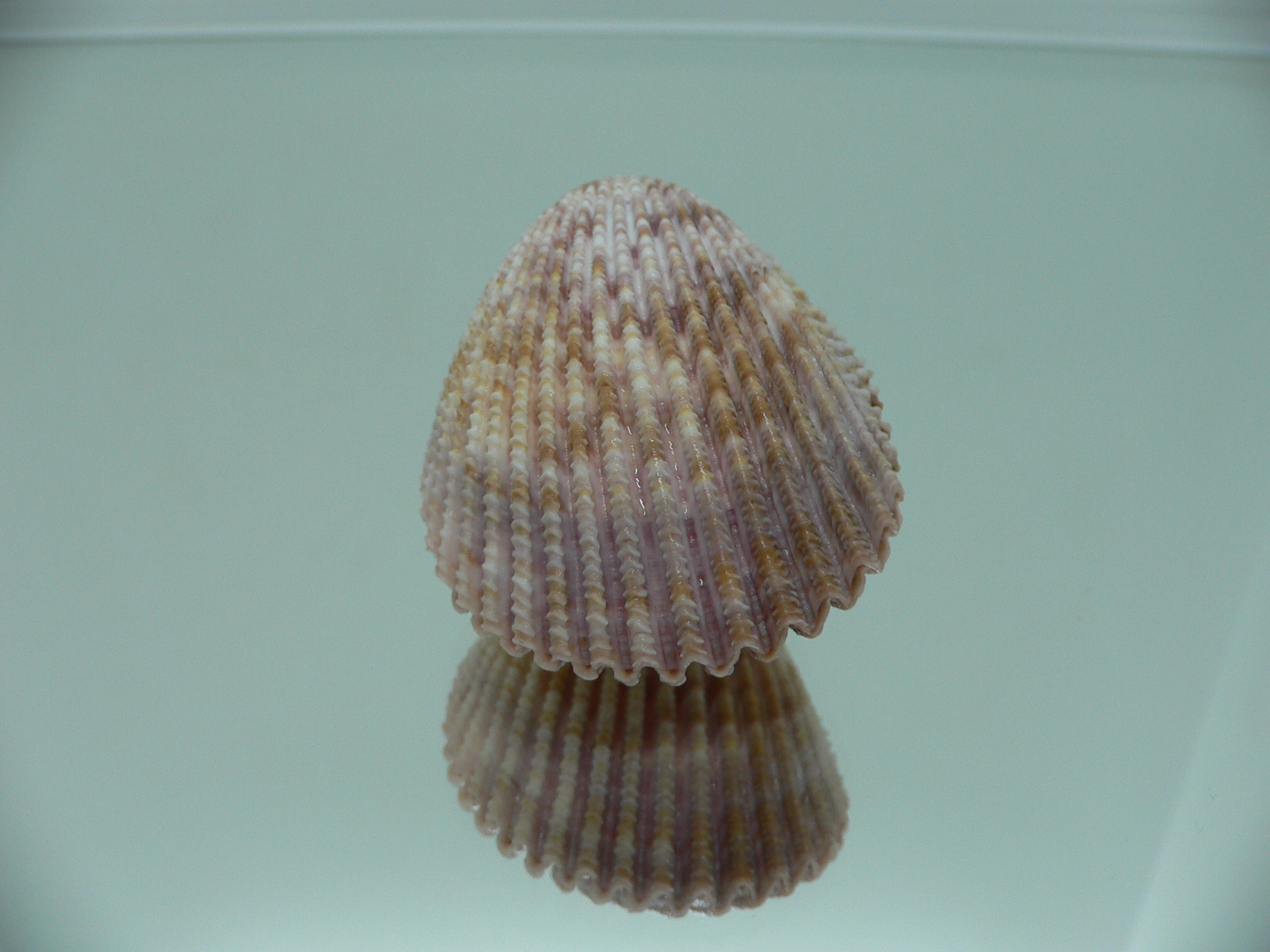 Vasticardium assimile IDEAL